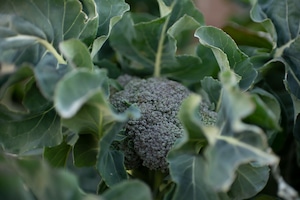 《隔週 / ユギムラ受取》FIO野菜-定期便 Mサイズ