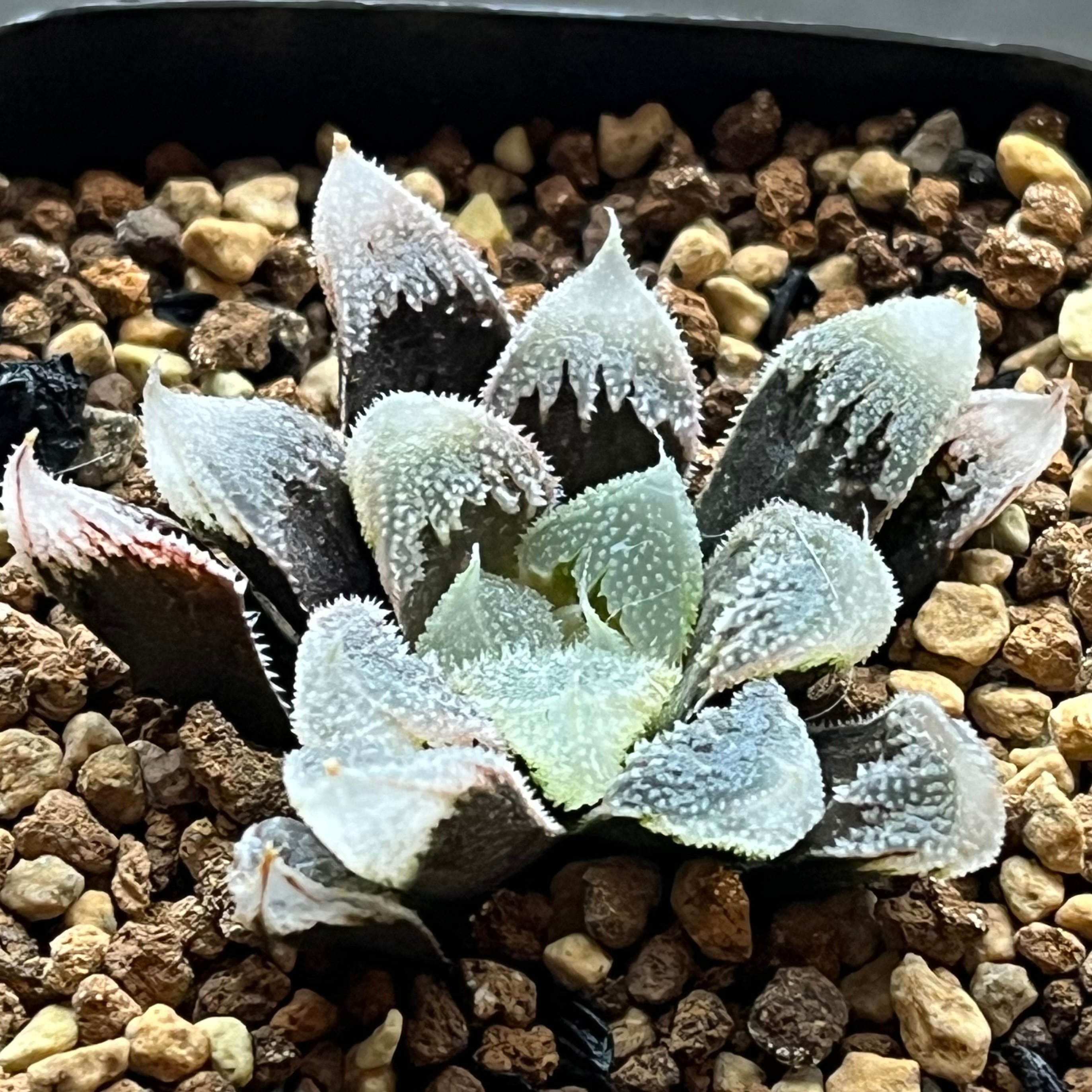 ハオルチア ピグマエアミュータント実生 特異株 | mocono_plants