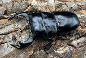 《インドアンタエウス サディア産 80mm ペア》