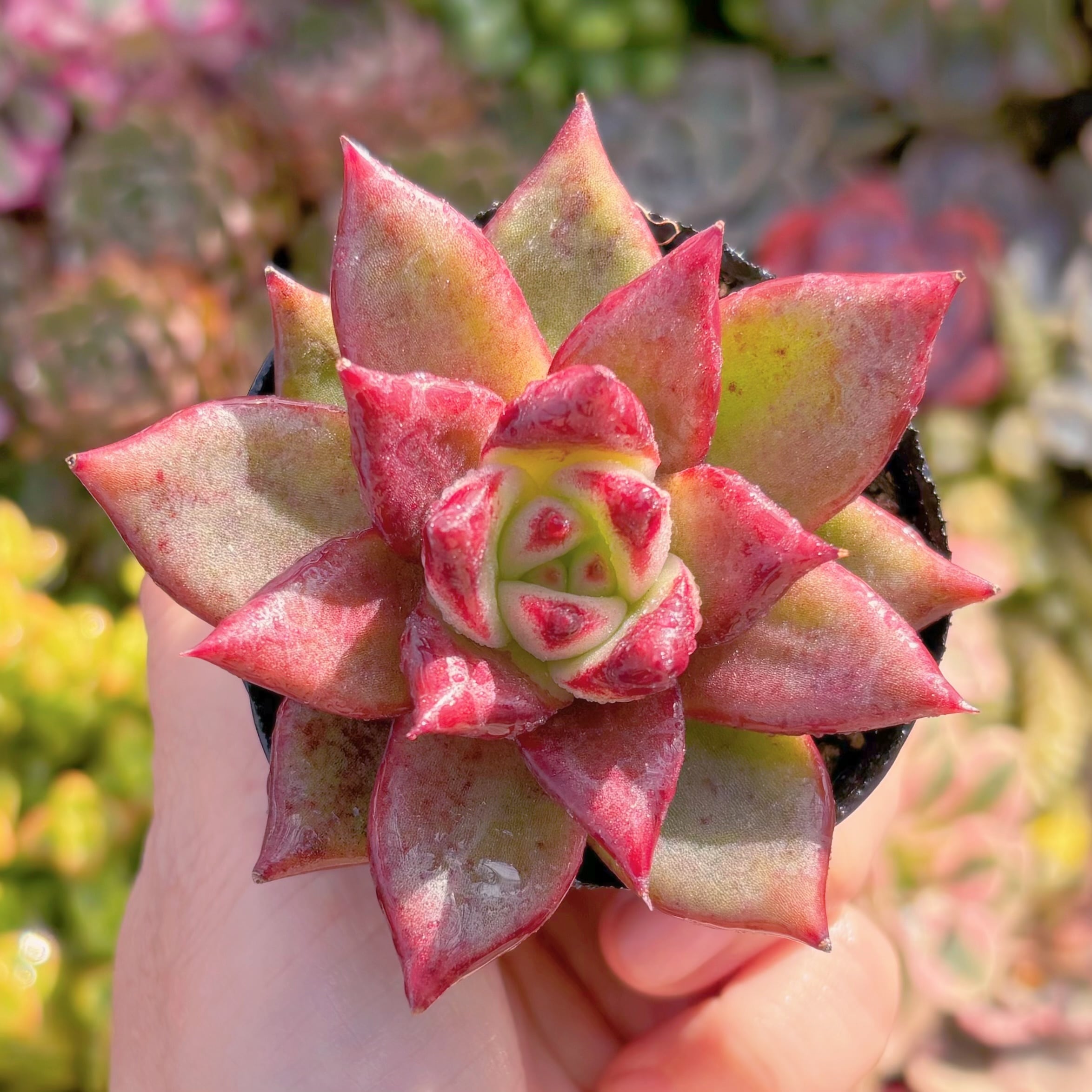 現品　ロカ#B06　るる農園