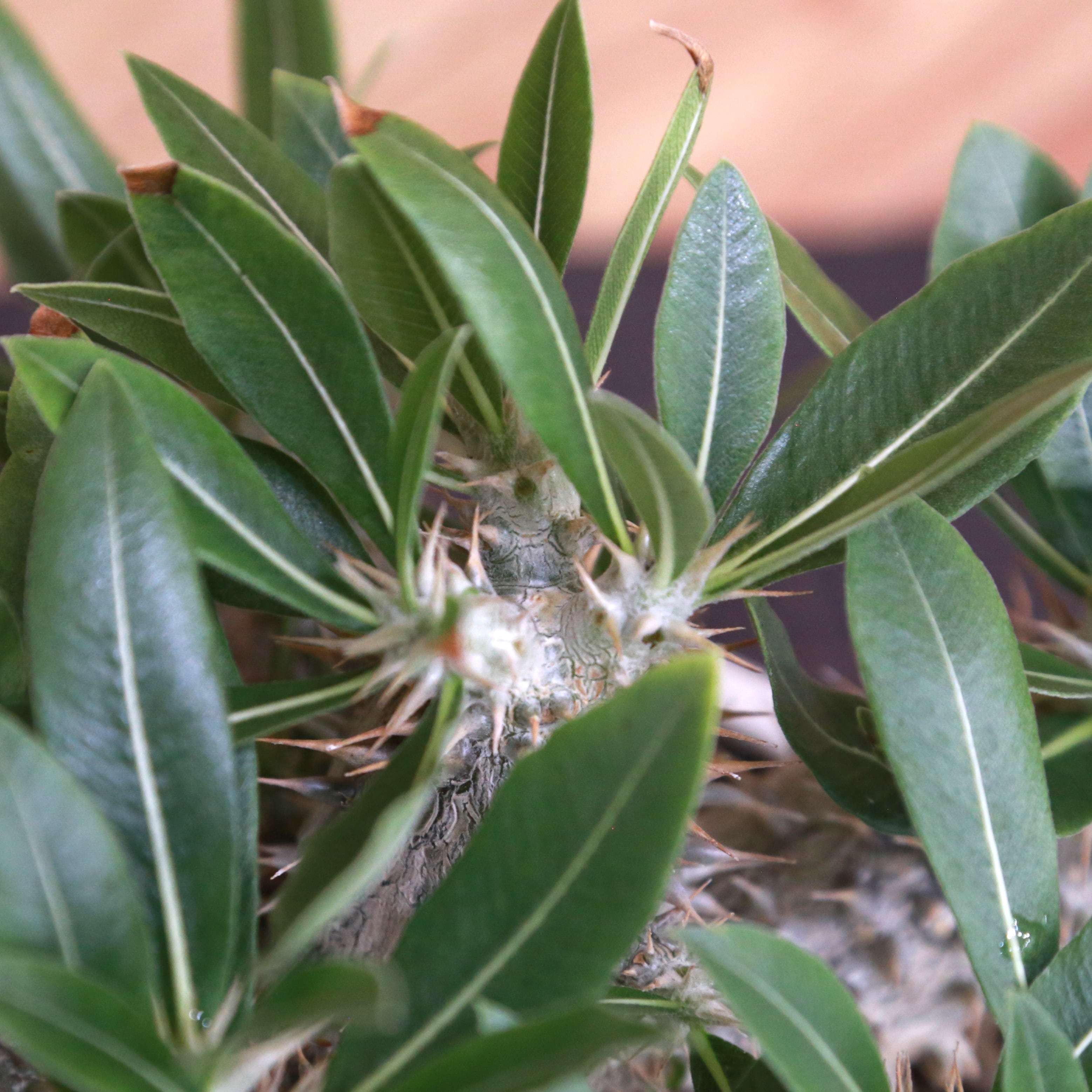 Pachypodium Rosulatum パキポディウム ロスラーツム / 実生・大株（低