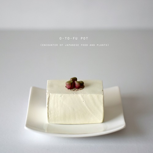 o-to-fu pot (m)コノフィツム・清姫
