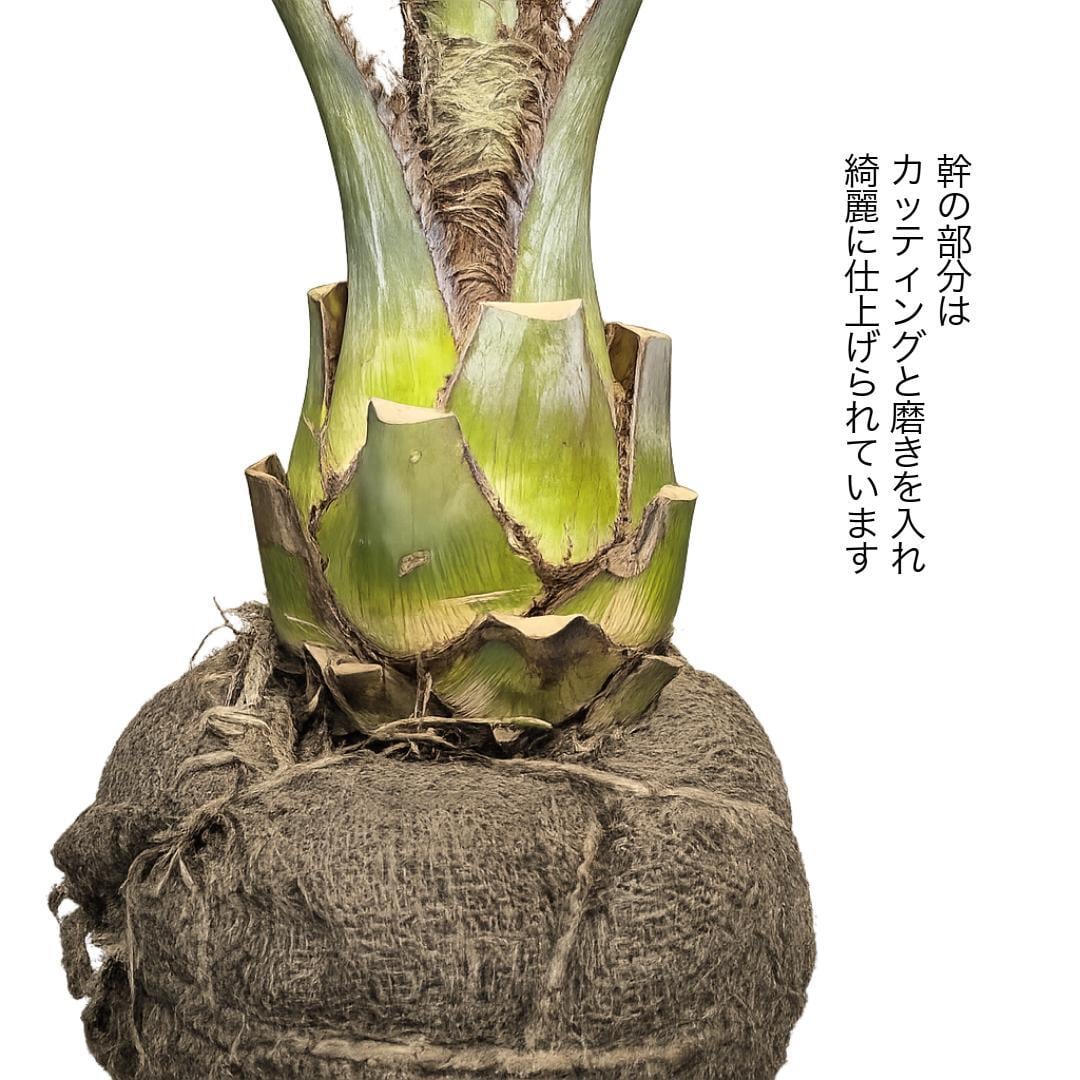 【南国ムード満点】ココスヤシ 高さ約180cm・幹の太さ約30cm！引き取り！ 南国ムード満点】ココスヤシ 高さ約180cm・幹の太さ約30cm！引き取り