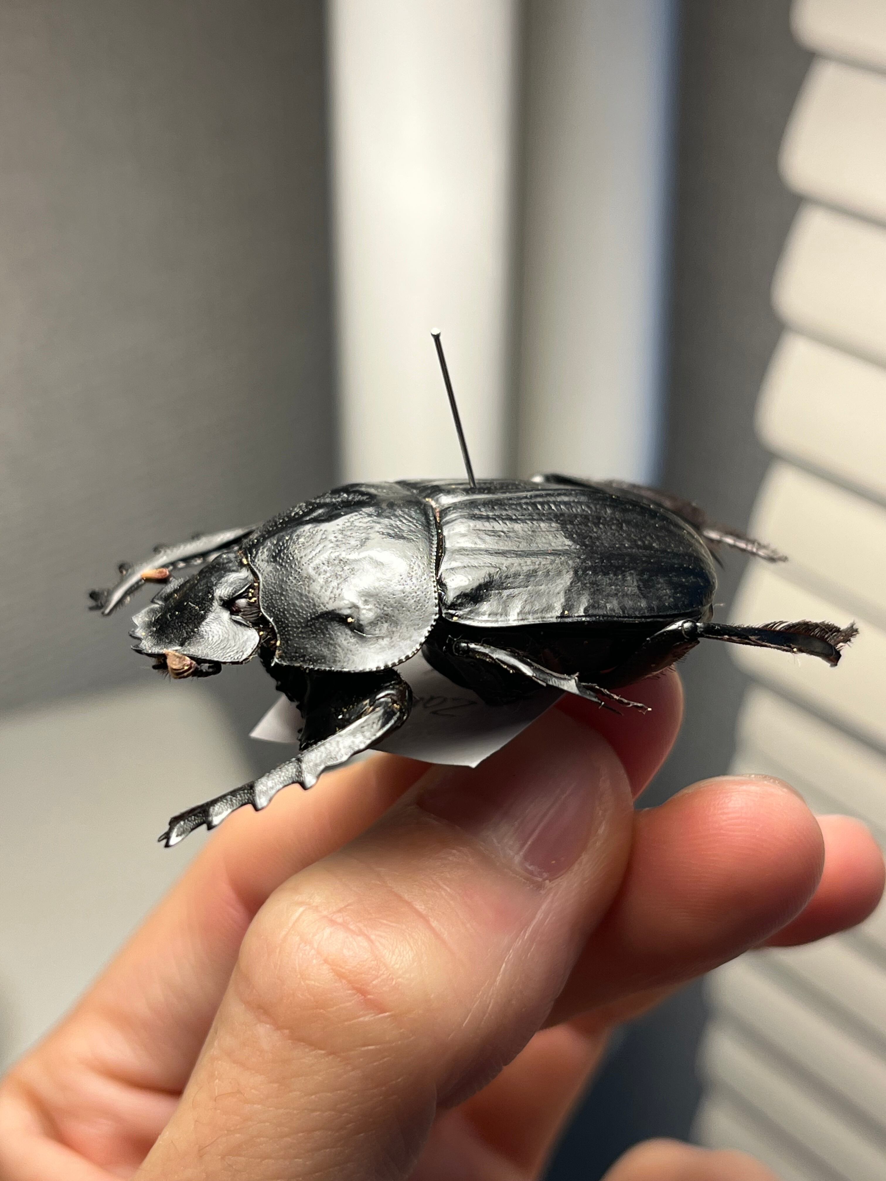 属内2位】スネブトタマオシコガネ スカラベ糞虫フンチュウ昆虫標本