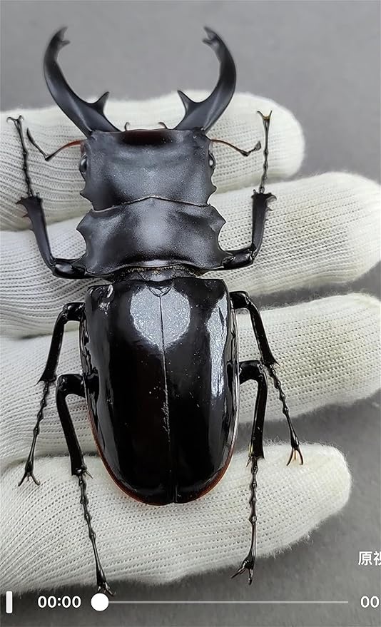 BACALYSO | 涅槃 1/1 サイズ インターメディアツヤクワガタ フィギュア