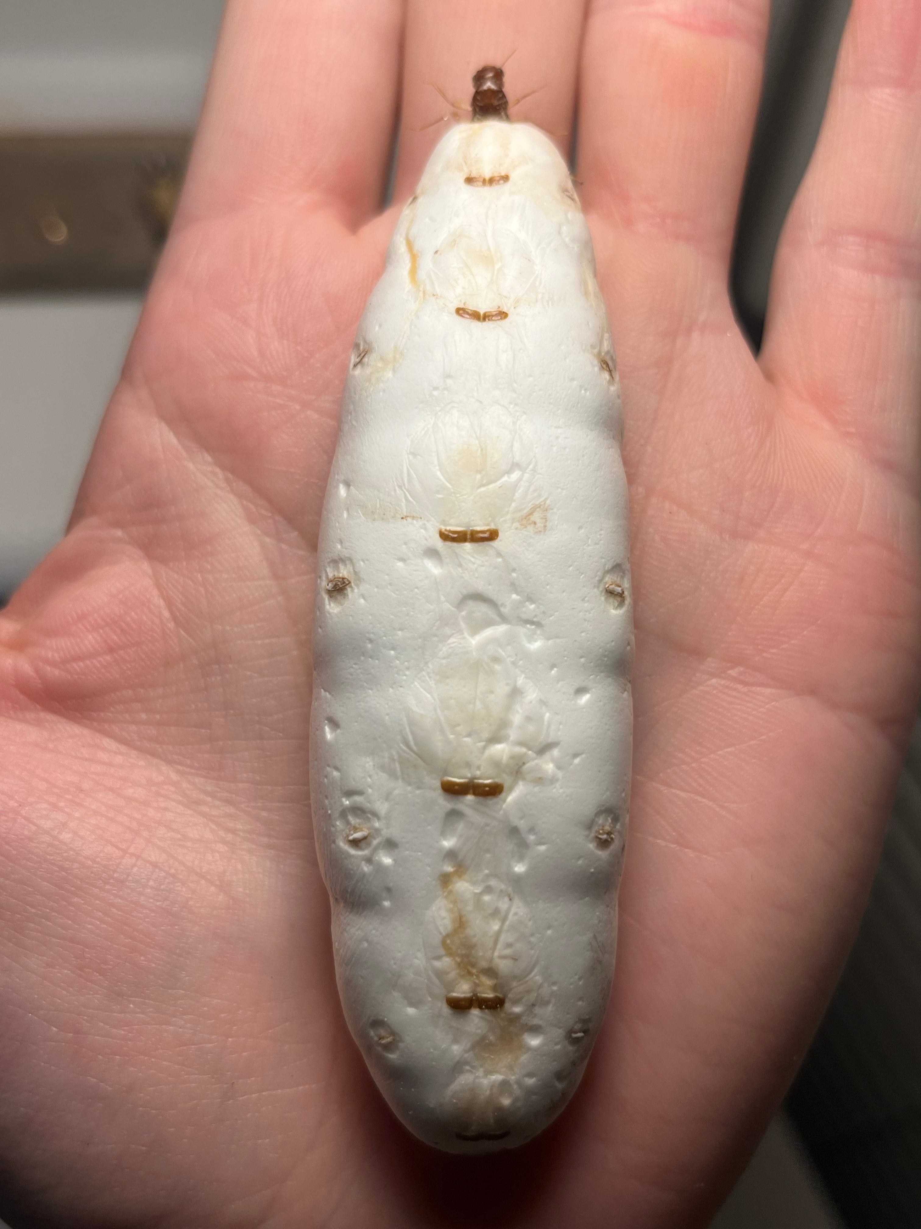 【液浸珍々】シロアリの女王標本 超巨大 液浸標本 昆虫標本 パラポネラ 乾燥珍々】シロアリの女王標本 超巨大 液浸標本 昆虫標本 パラポネラ