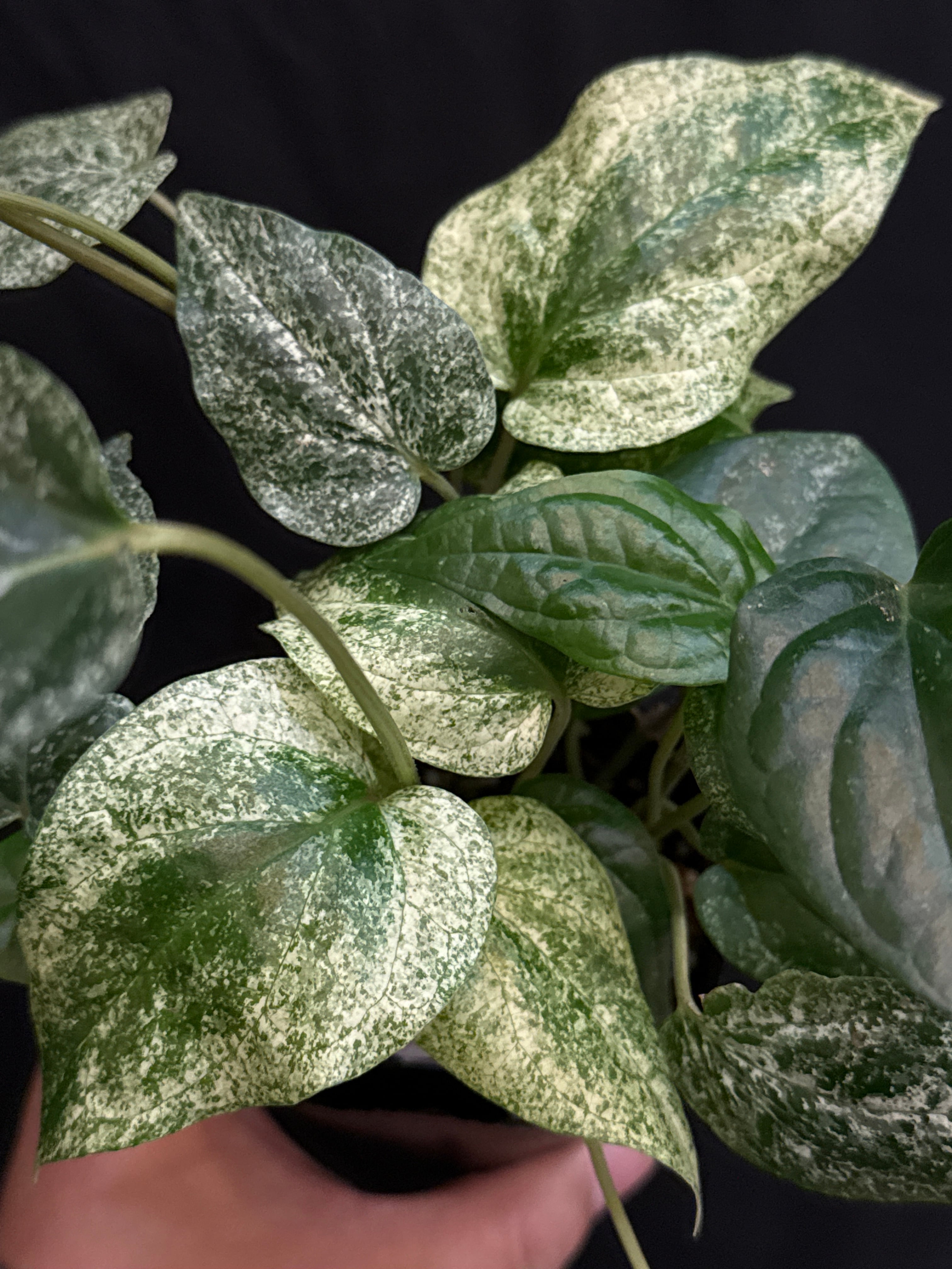 ピペル ミントバリエガータ / piper mint variegated | Gardenえん