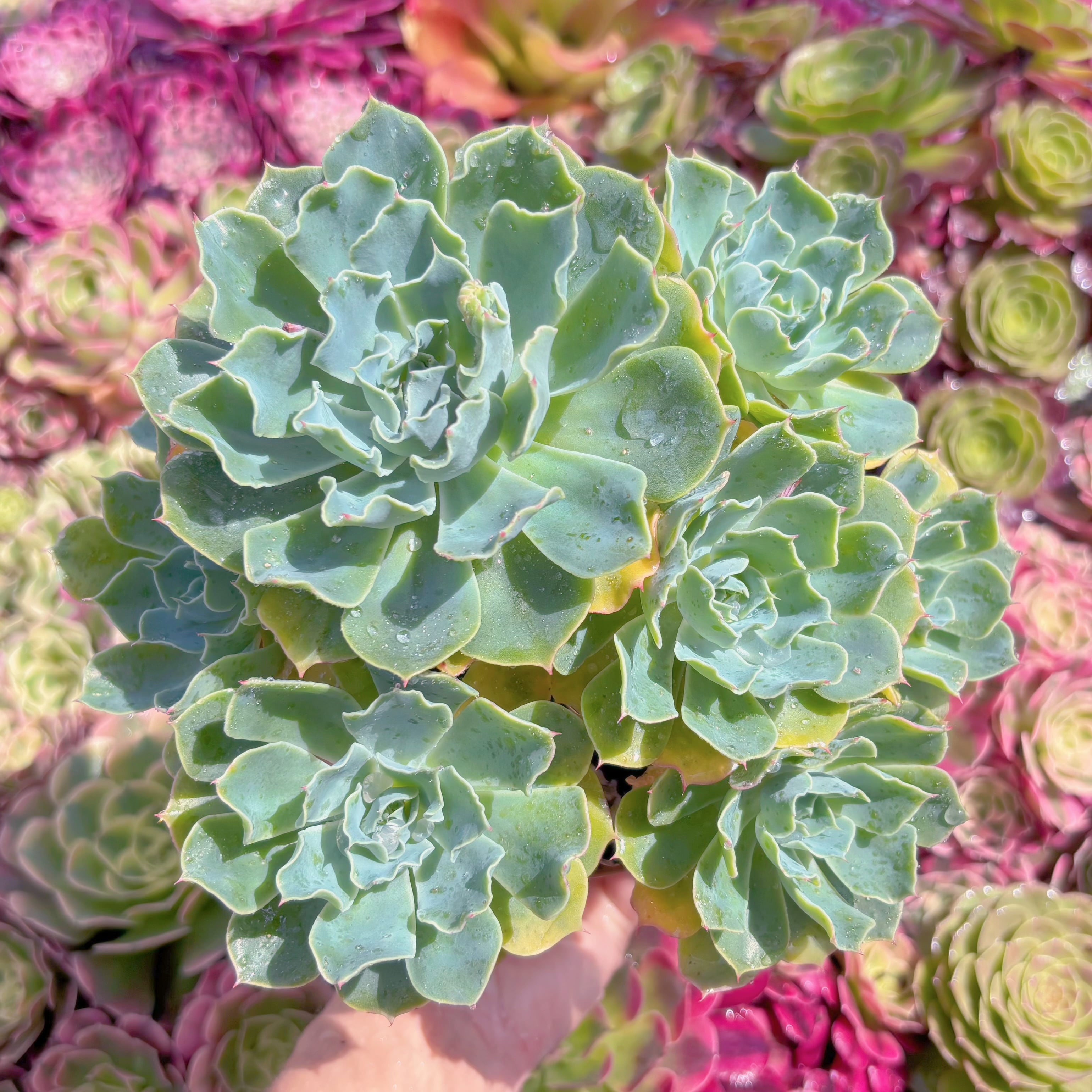 現品　Tsunami#K419　特大群生    るる農園