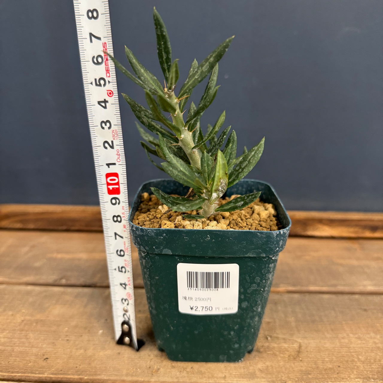 パキポディウム　サキュレンタム【800】