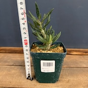 パキポディウム　サキュレンタム【800】