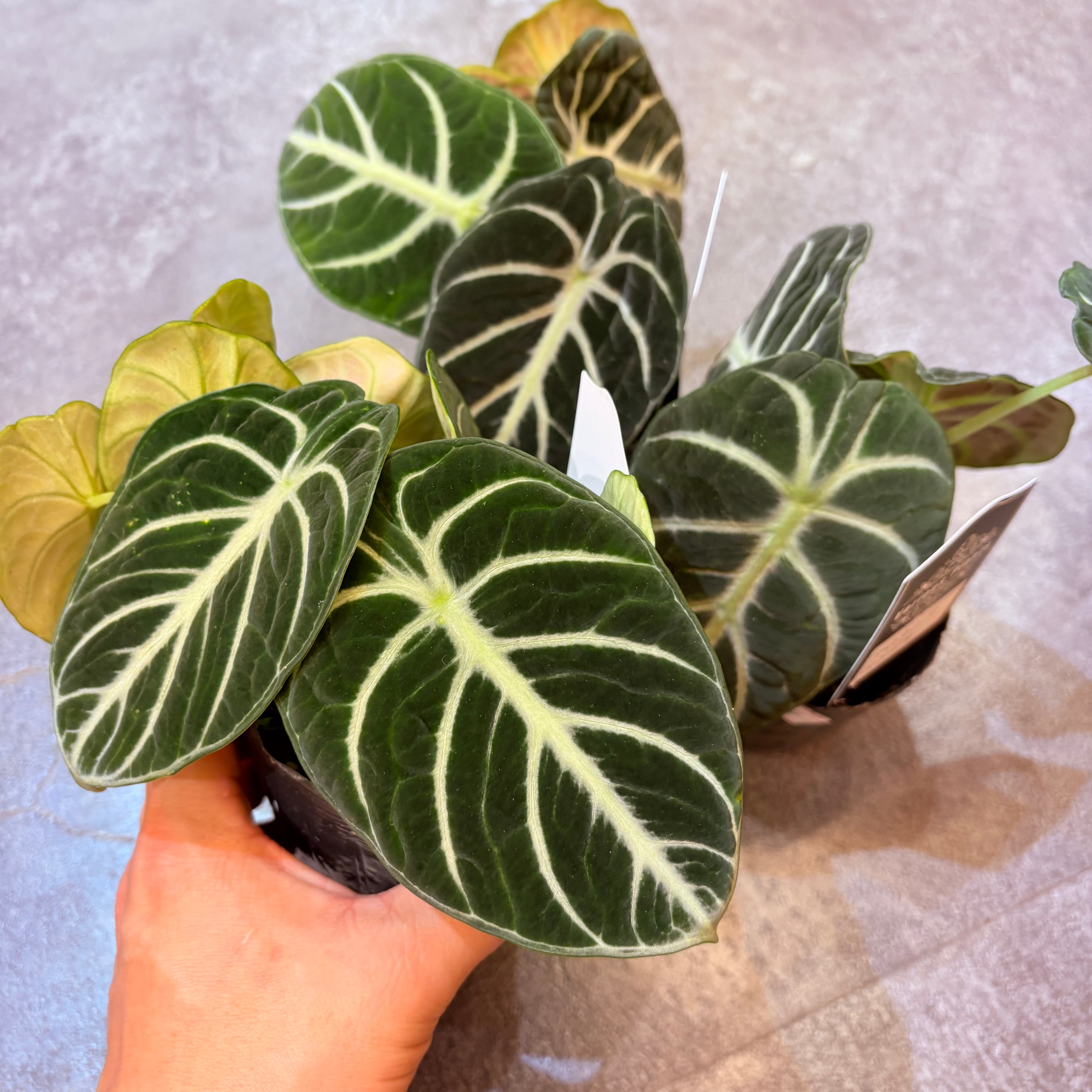 アロカシア ニンジャ 3号 | Green Vibes 宇都宮市の観葉植物専門店