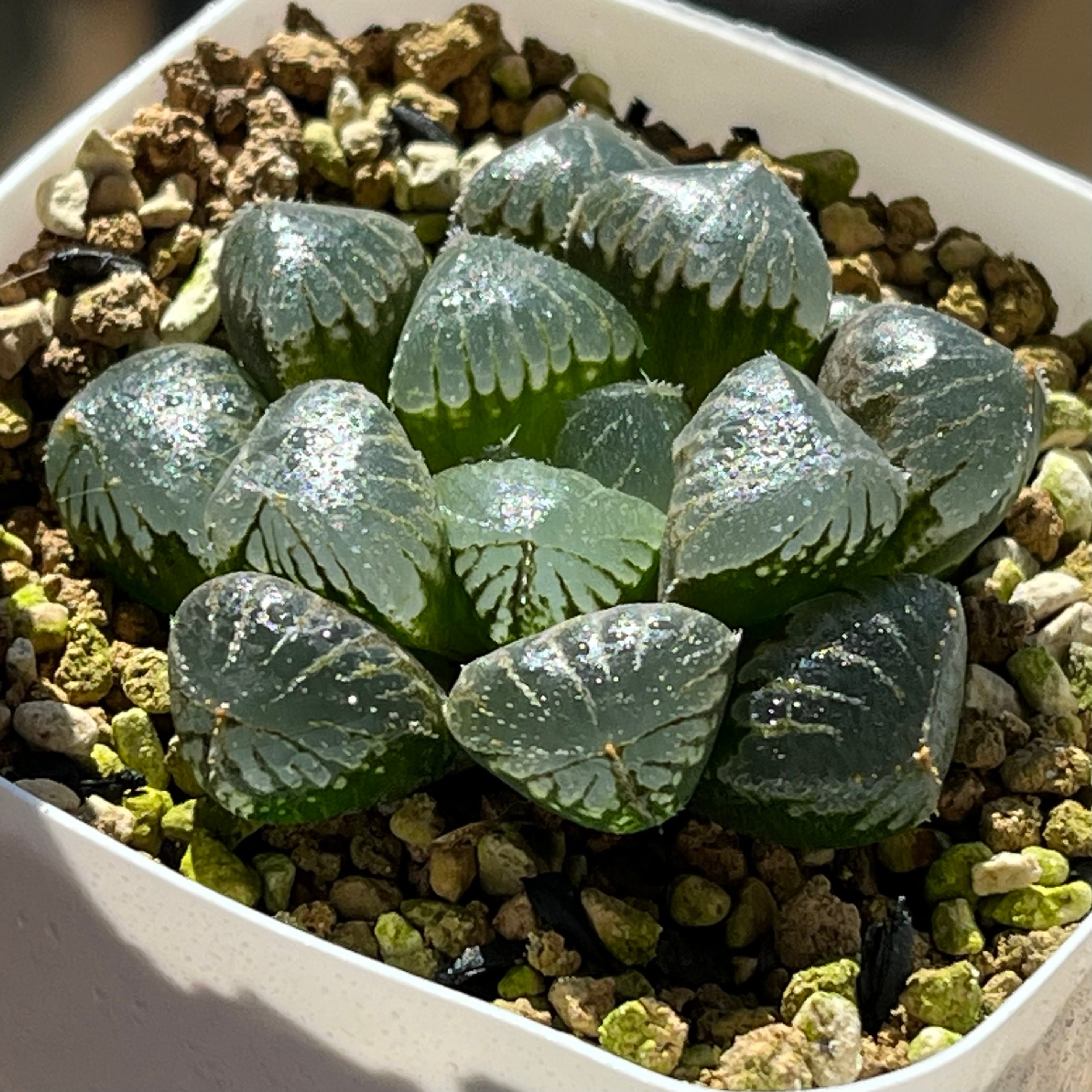 ハオルチア 竜爪 オブツーサ錦① | mocono_plants