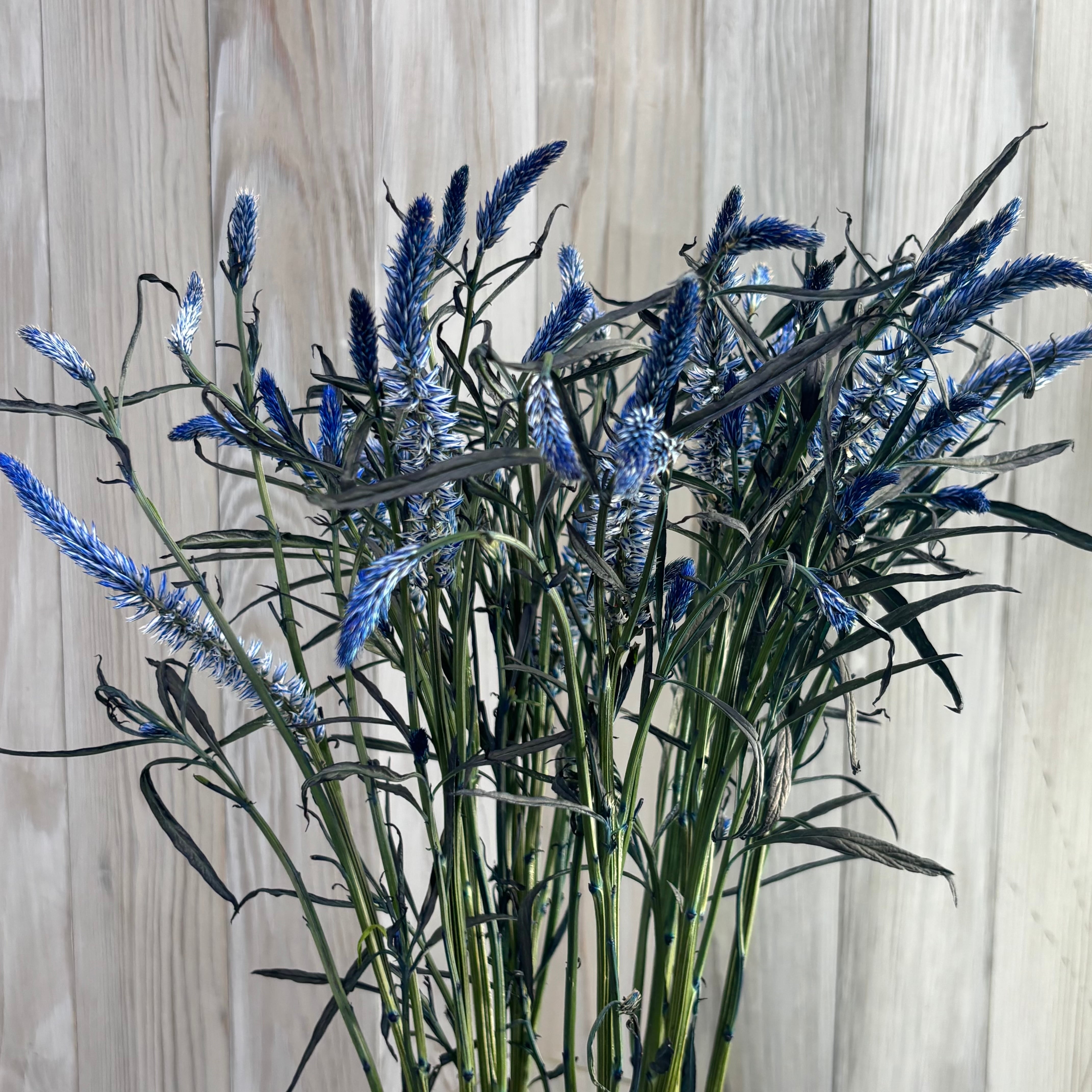 染めケイトウ 京の花染め藍色 10本 黒川花卉園芸 | 新鮮お花問屋 Jp