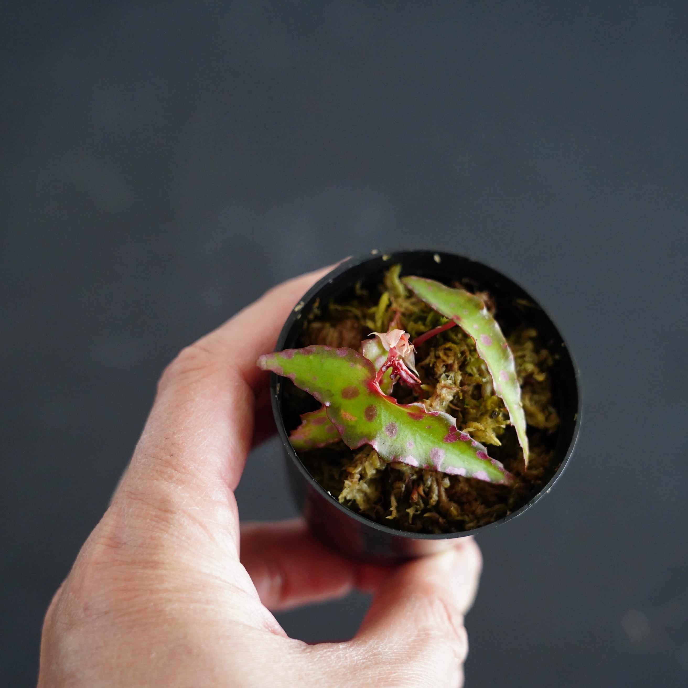 ベゴニア アンフィオクサス Begonia amphioxus｜苔テラリウム作製用