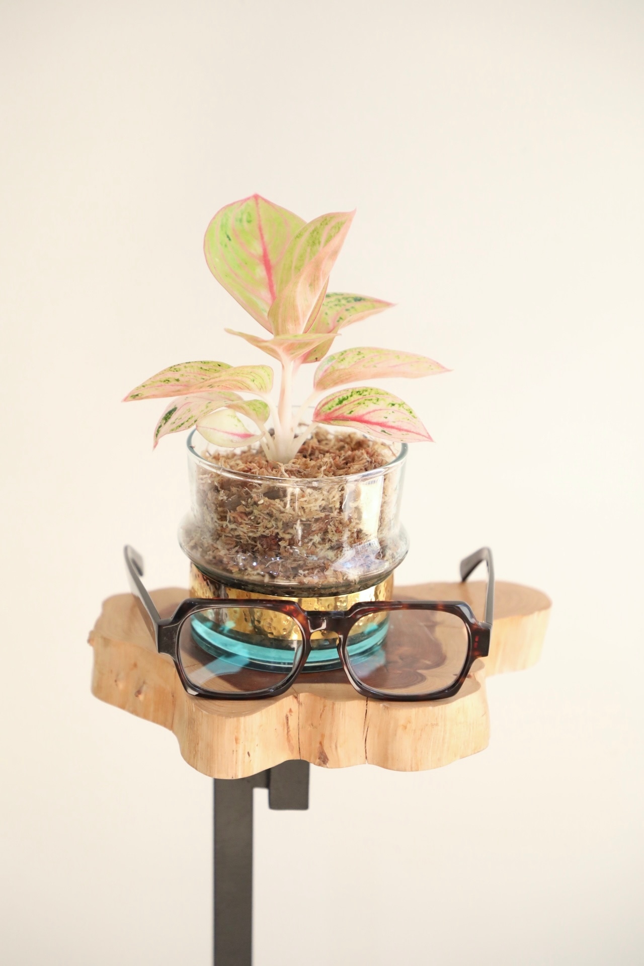 【S】アグラオネマ ゴールデンパウダー ※【土不使用】グラスポット付き