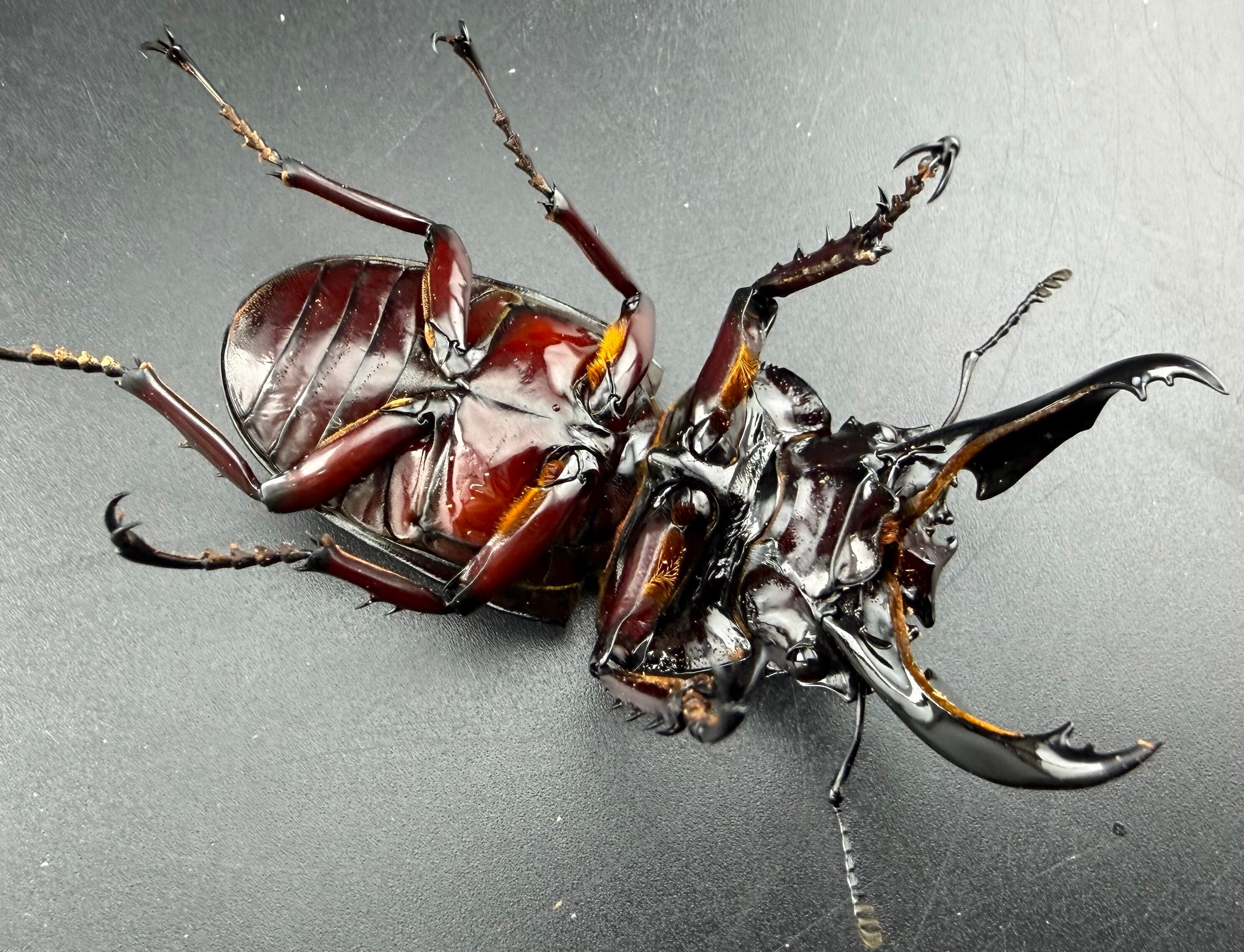 オオクワガタ 台湾オオクワガタ77mm ペアセット タイワンオオクワガタ | insect