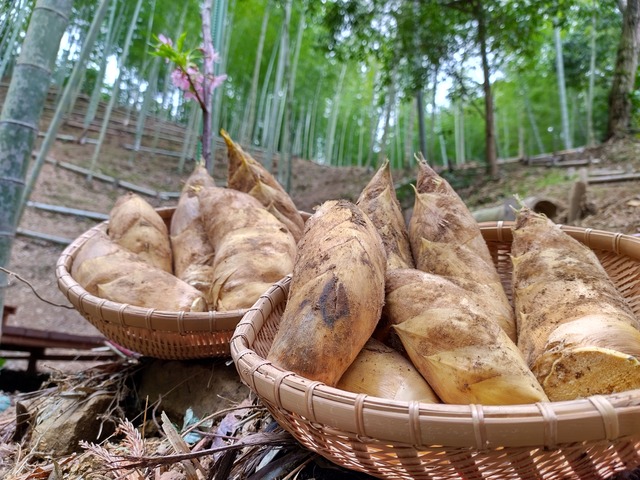 早掘り 筍姫（たけのこひめ）　掘りたて4ｋｇ直送