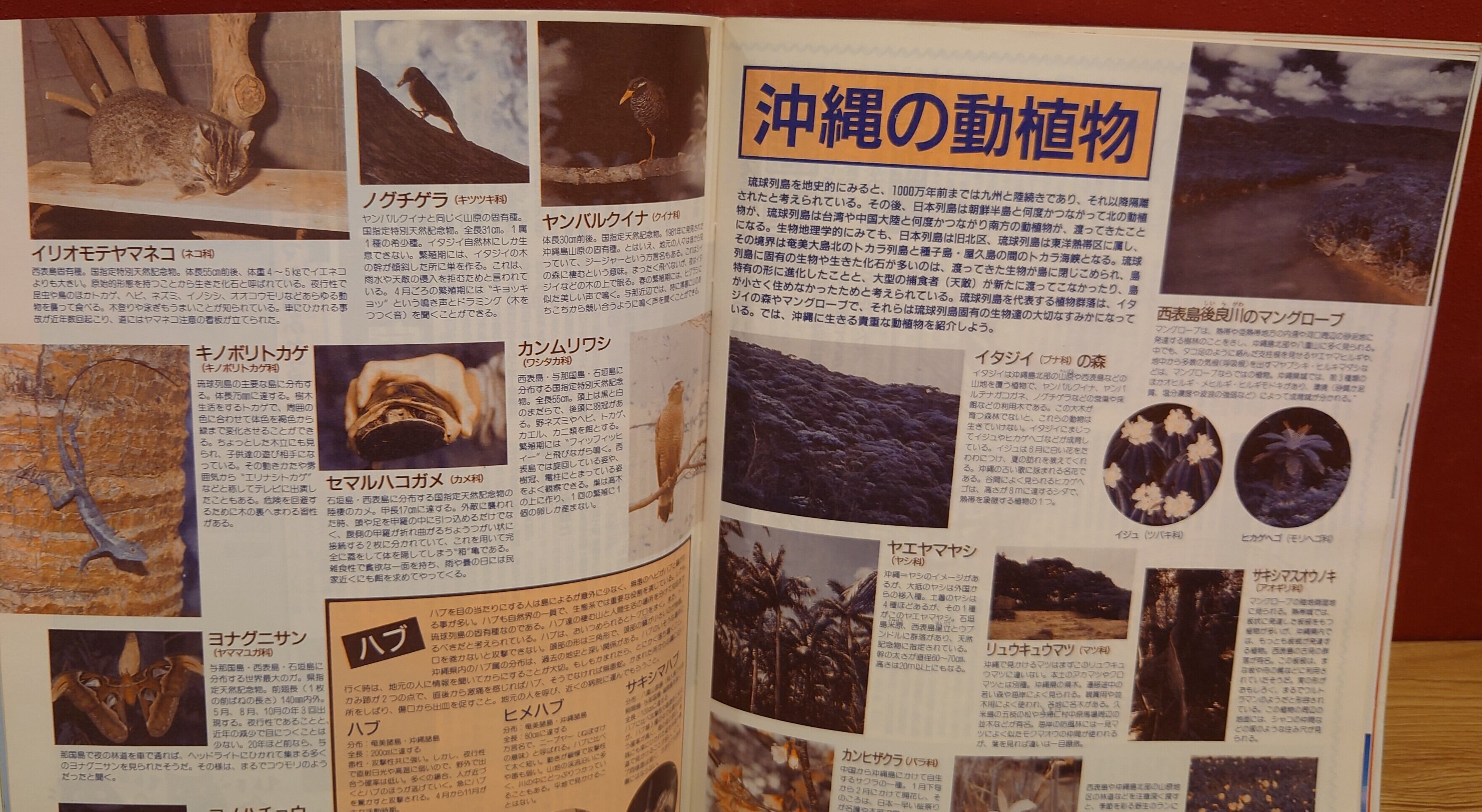 沖縄 1990年 （JTBるるぶ情報版 223） | 弥生坂 緑の本棚