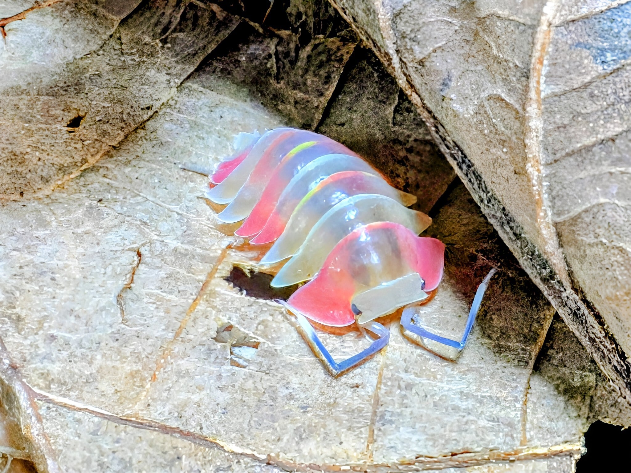5匹+α 　スカーレット　メルラネラ　　成体　ダンゴムシ　ワラジムシ　ワラダン　merulanella sp.scarlet オーロラ ダンゴムシ | BUG.st