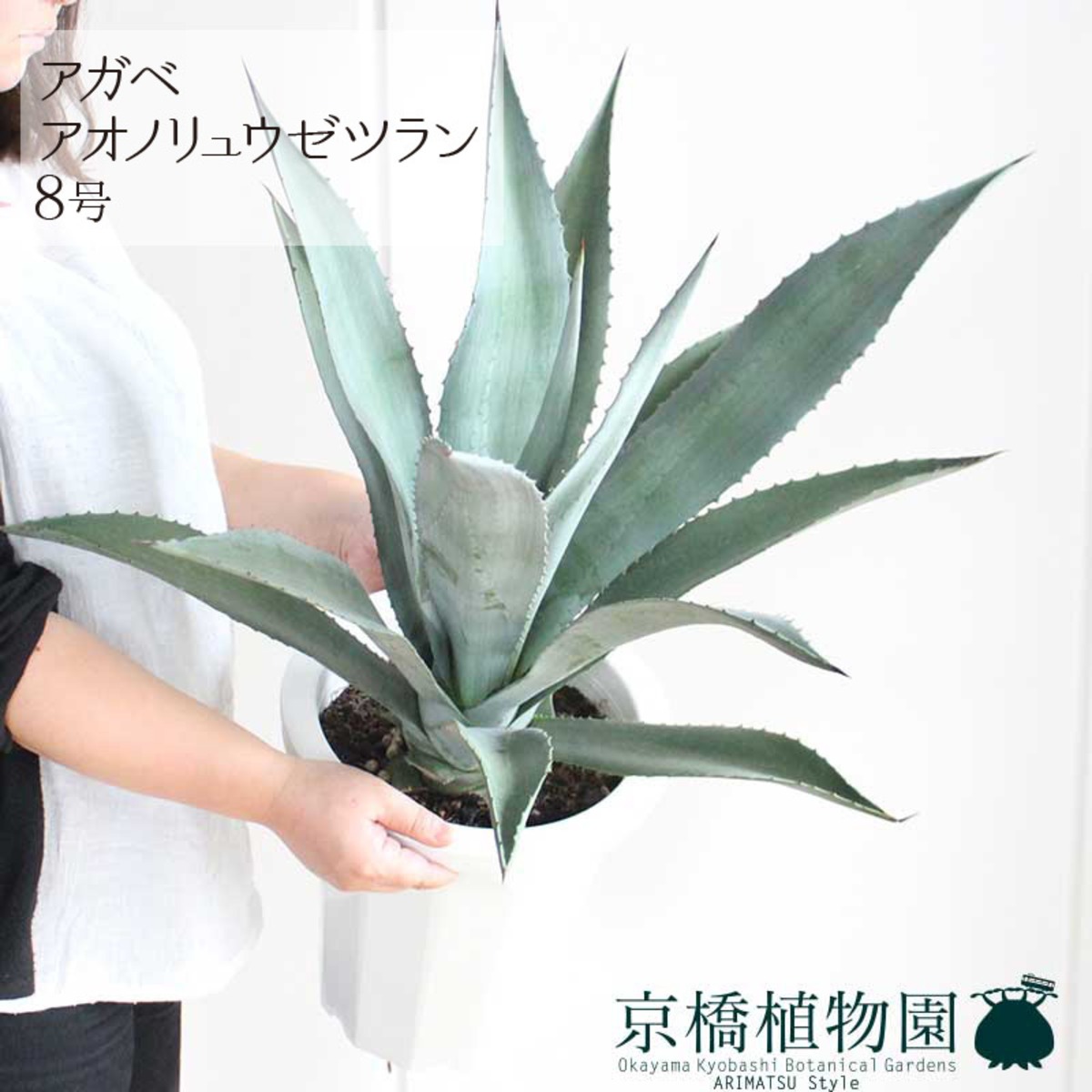 アガベ アオノリュウゼツラン 8号 | 京橋植物園