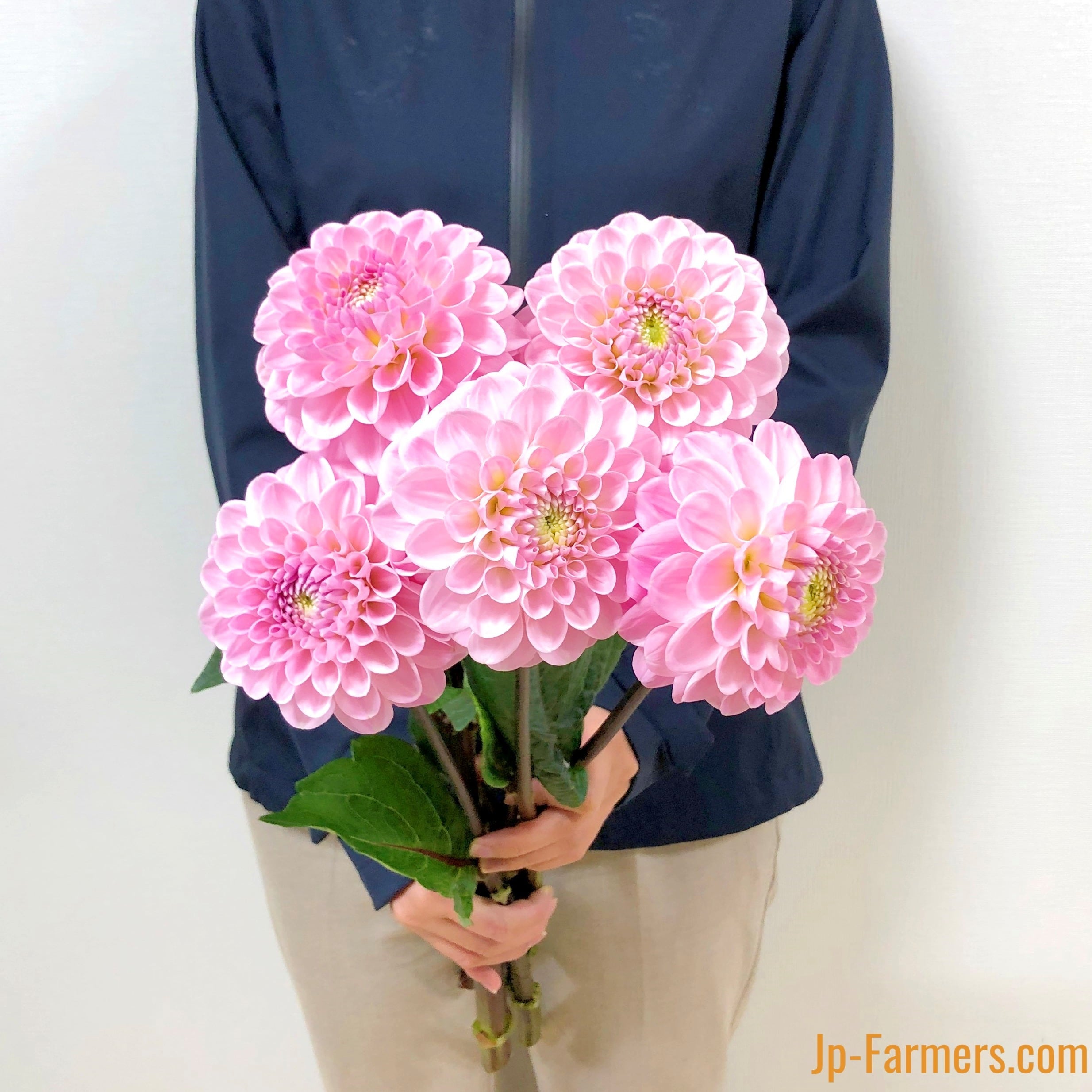 20495decca4c66c9b4948d4dda3d5e