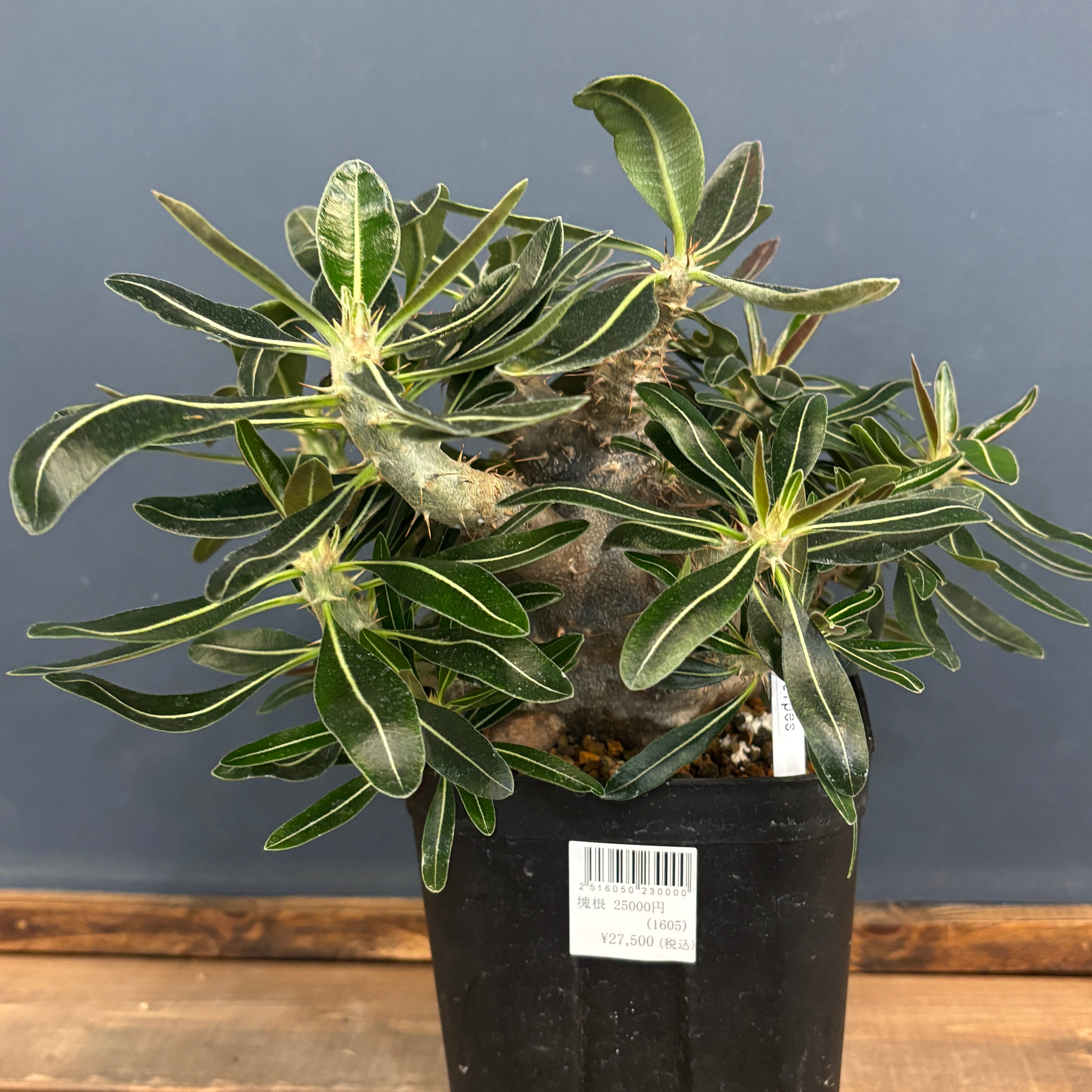 パキポディウム カクチペス【976】 | PROTOLEAF プロトリーフ