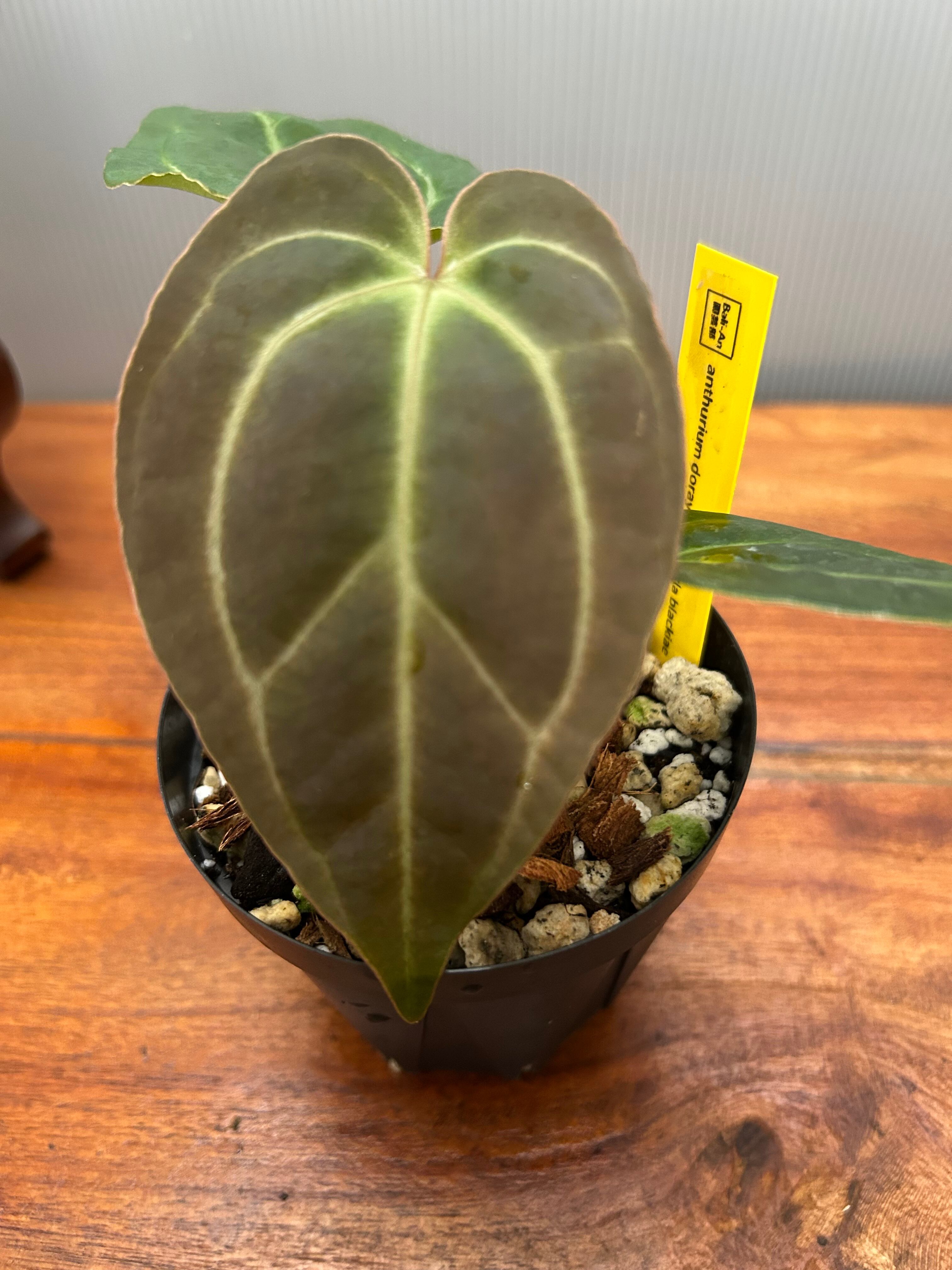 Anthurium | BA PLants