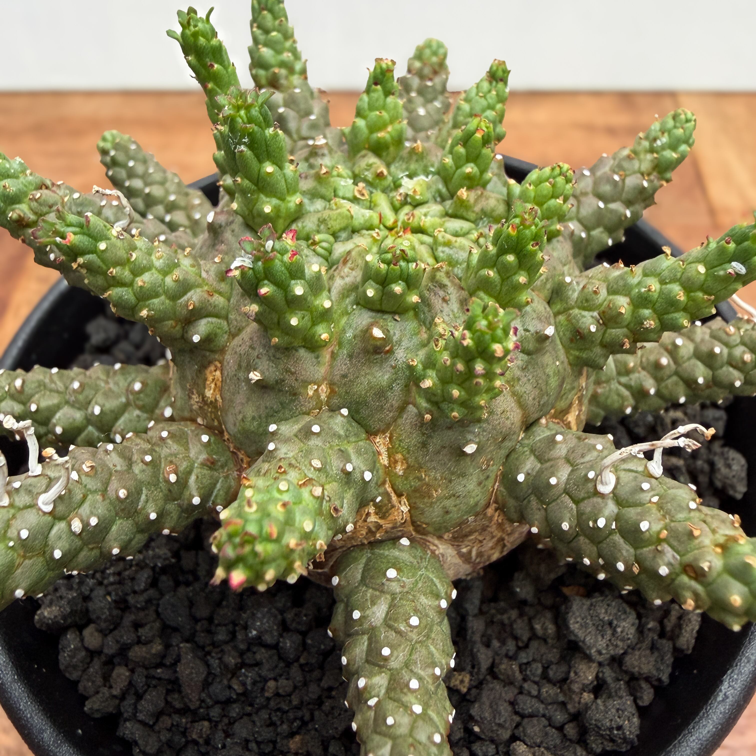 Euphorbia gamkensis 【ユーフォルビア・ガムケンシス】 | RIMO'S