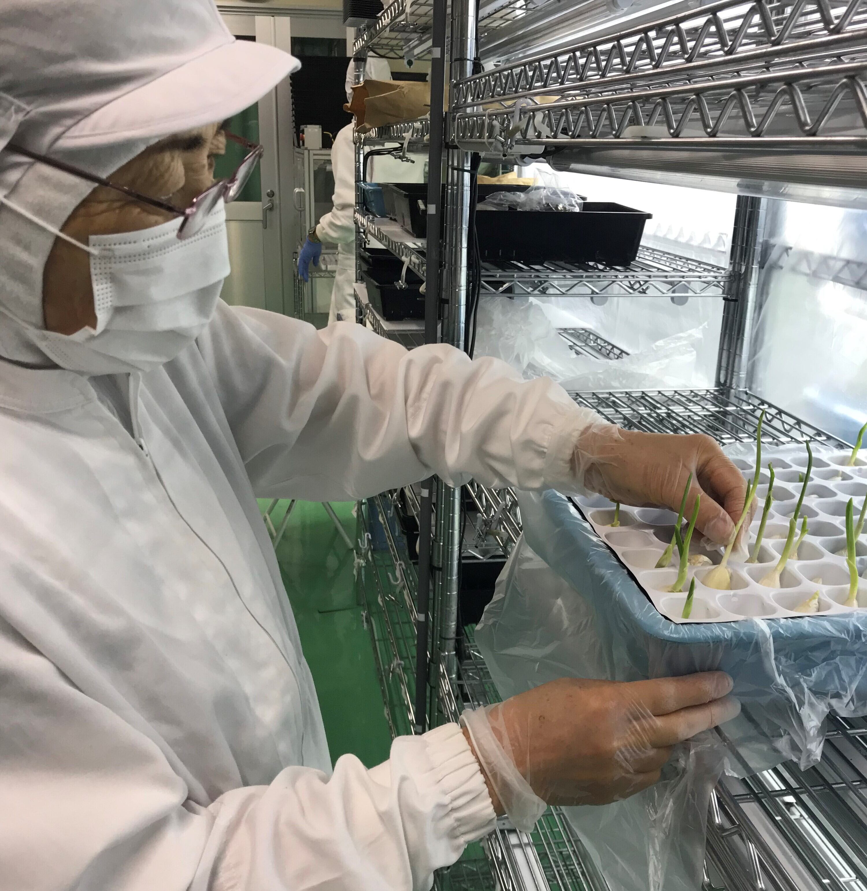 機能性表示食品！！ロケット発芽にんにく【30本】【クール便