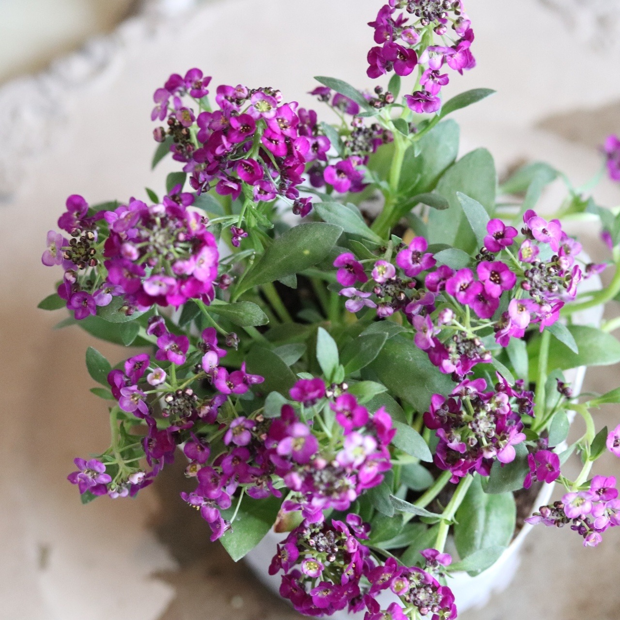 アリッサム　クリスタル　ムラサキカラー　小さなお花　丈夫で横にひろがる　冬から春まで咲く