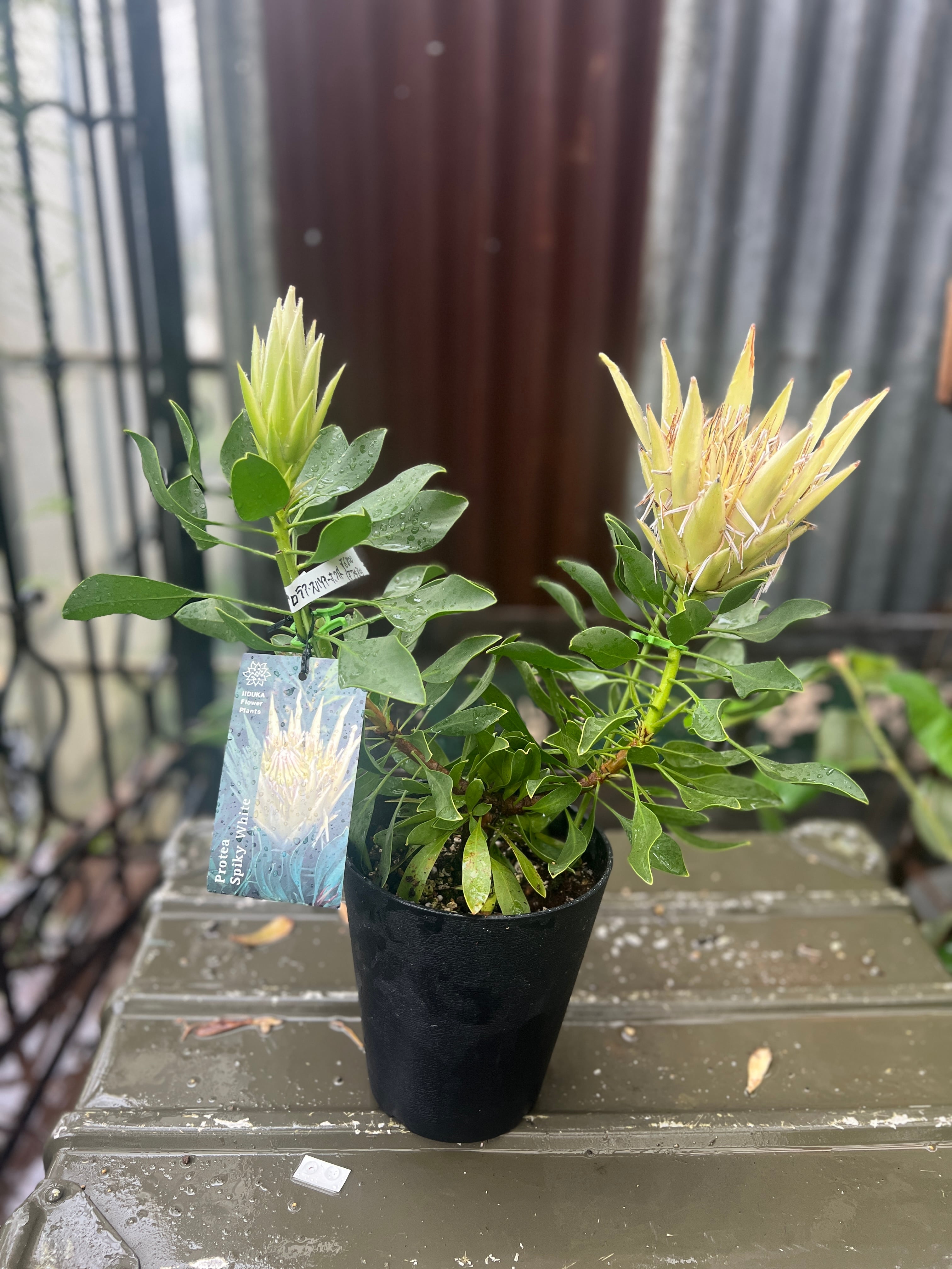 プロテア　④ スパイキーホワイト オージープランツ　観葉植物 プロテア スパイキーホワイト④ | 沼ノ上農園