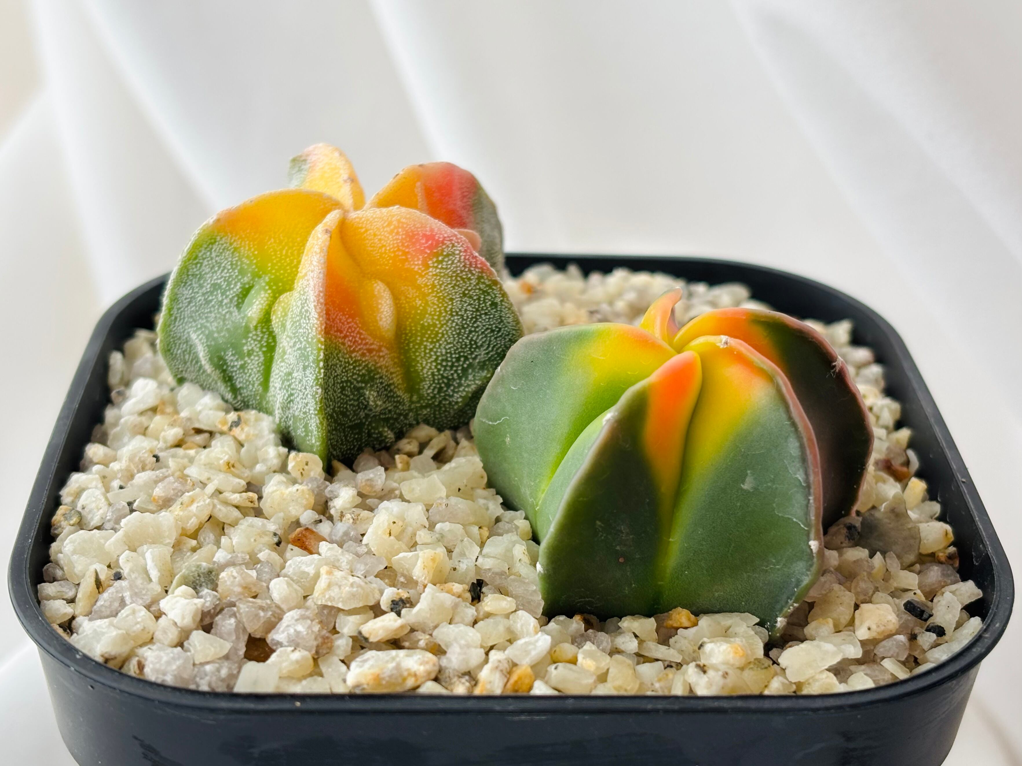 Astrophytum myriostigma アストロフィツム 紅葉ヘキラン 紅葉碧瑠璃