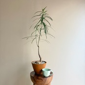 ブラキキトン・ルペストリス《L》陶器鉢仕立て