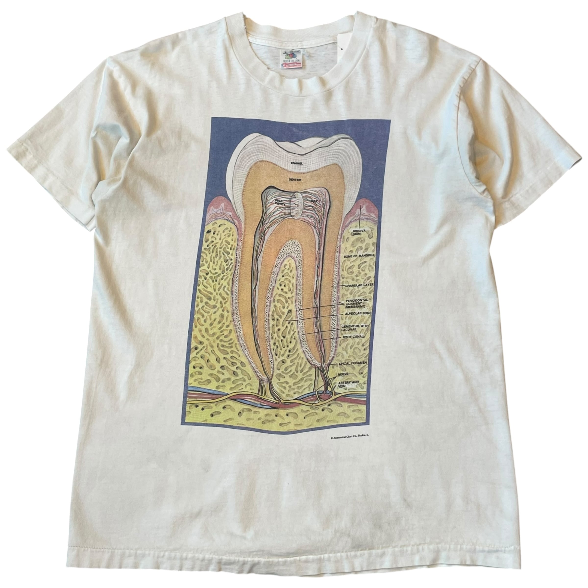 Early 90s Anatomical Chart Co "Tooth" T-shirt