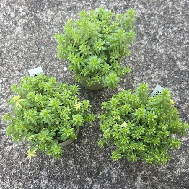 斑入り森村万年草