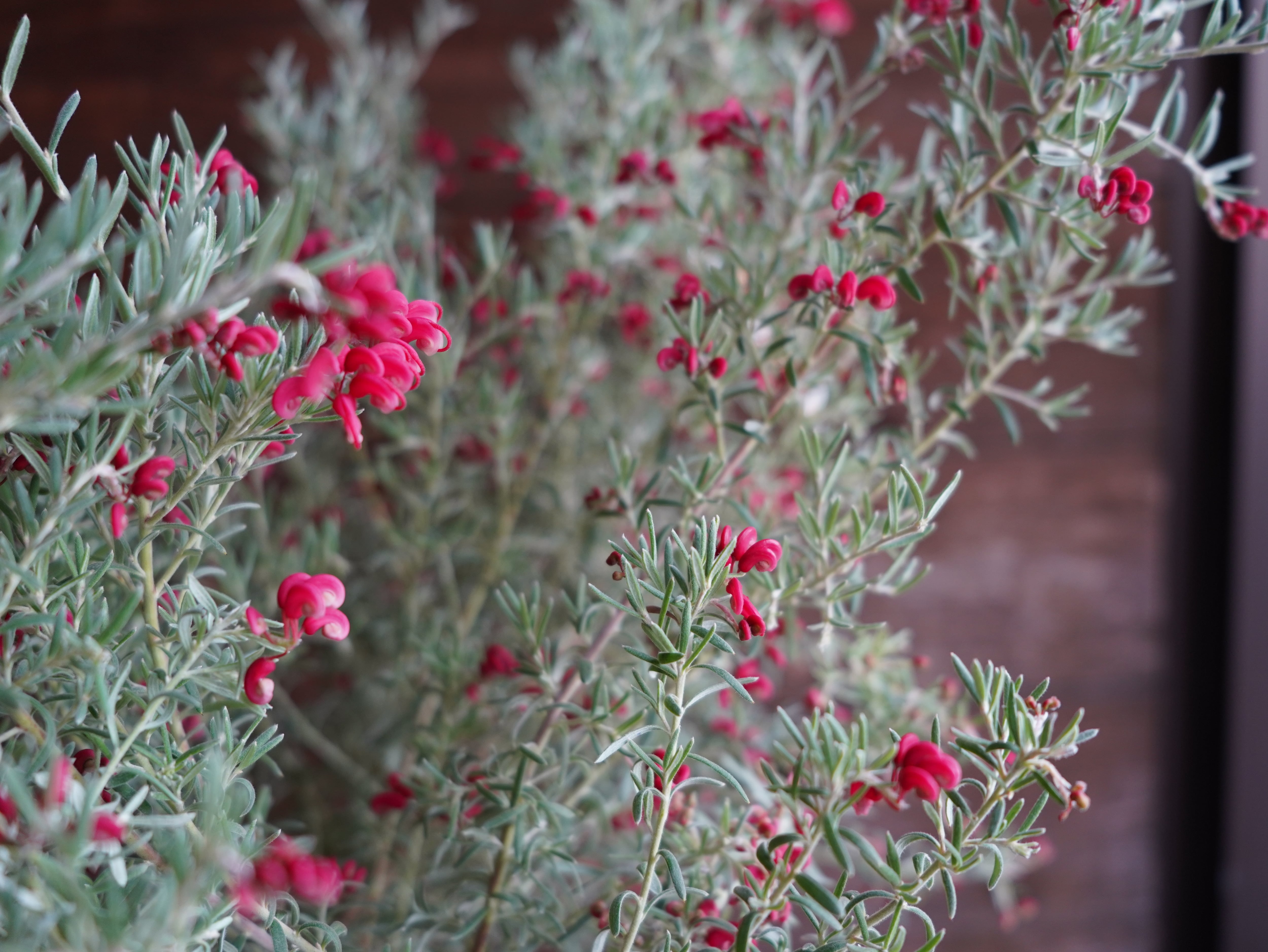 【現物】グレビレア　”プーリンダイルミナ”　A