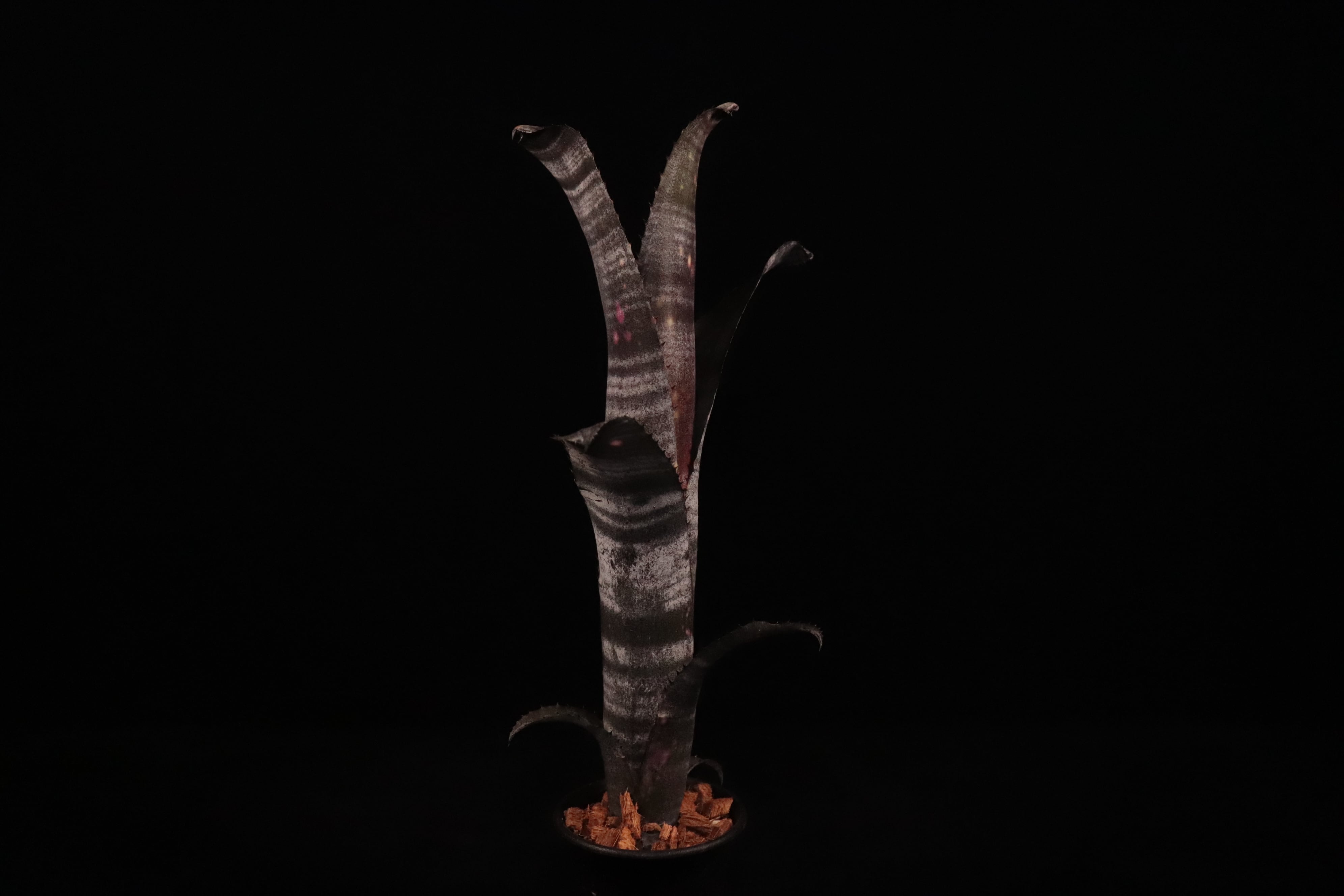 送料無料】Billbergia 'Domingos Martins' × 'Georgia'〔ビルベルギア