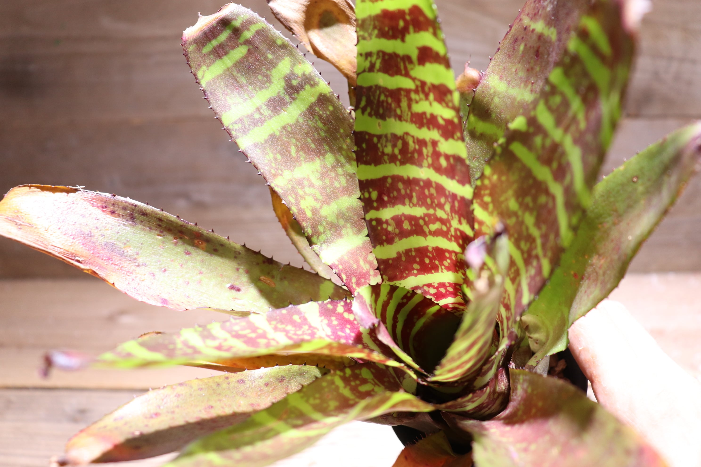 送料無料】Neoregelia 'Sunfire storm'〔ネオレゲリア〕現品発送N0274