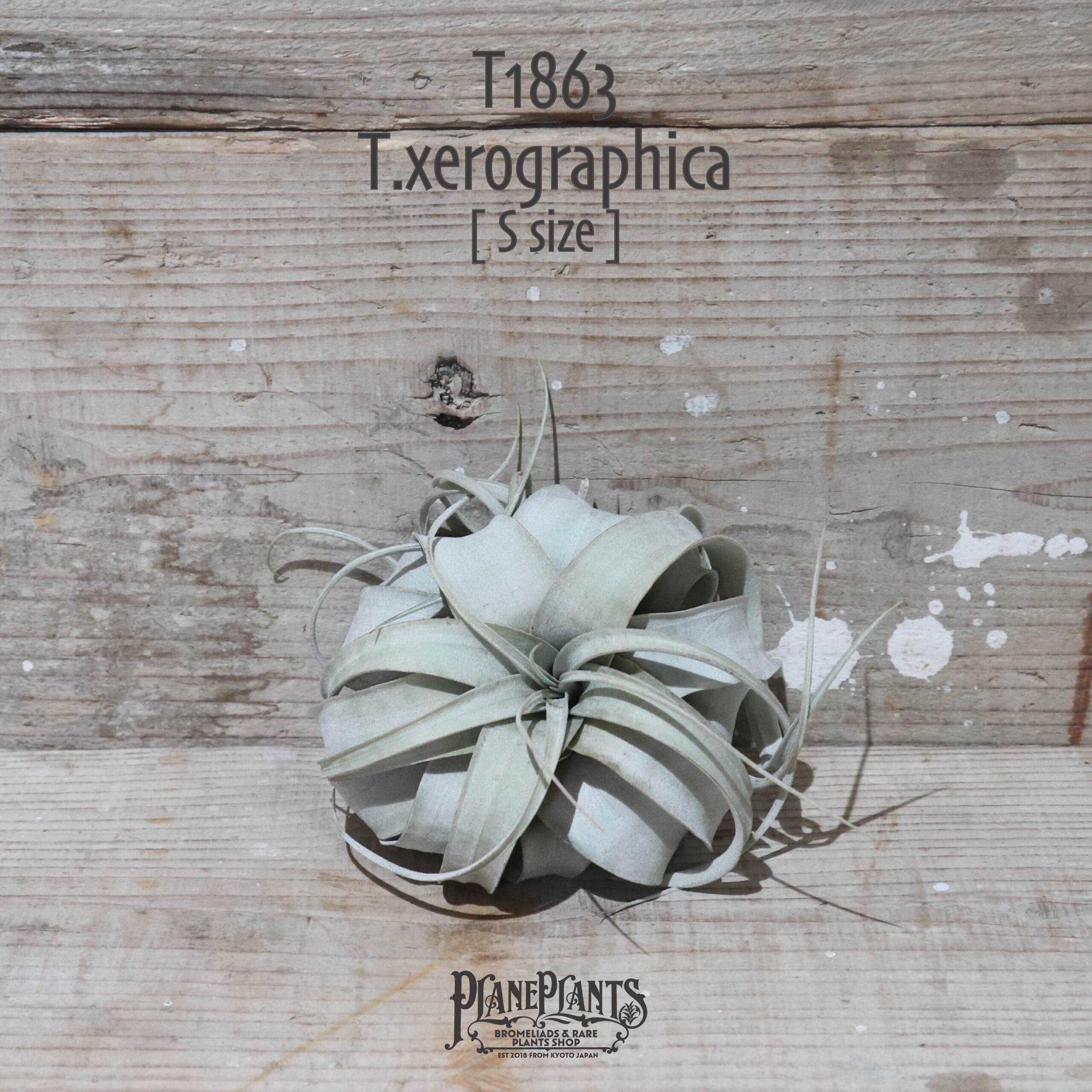 【送料無料】キセログラフィカ S〔エアプランツ〕現品発送T1863