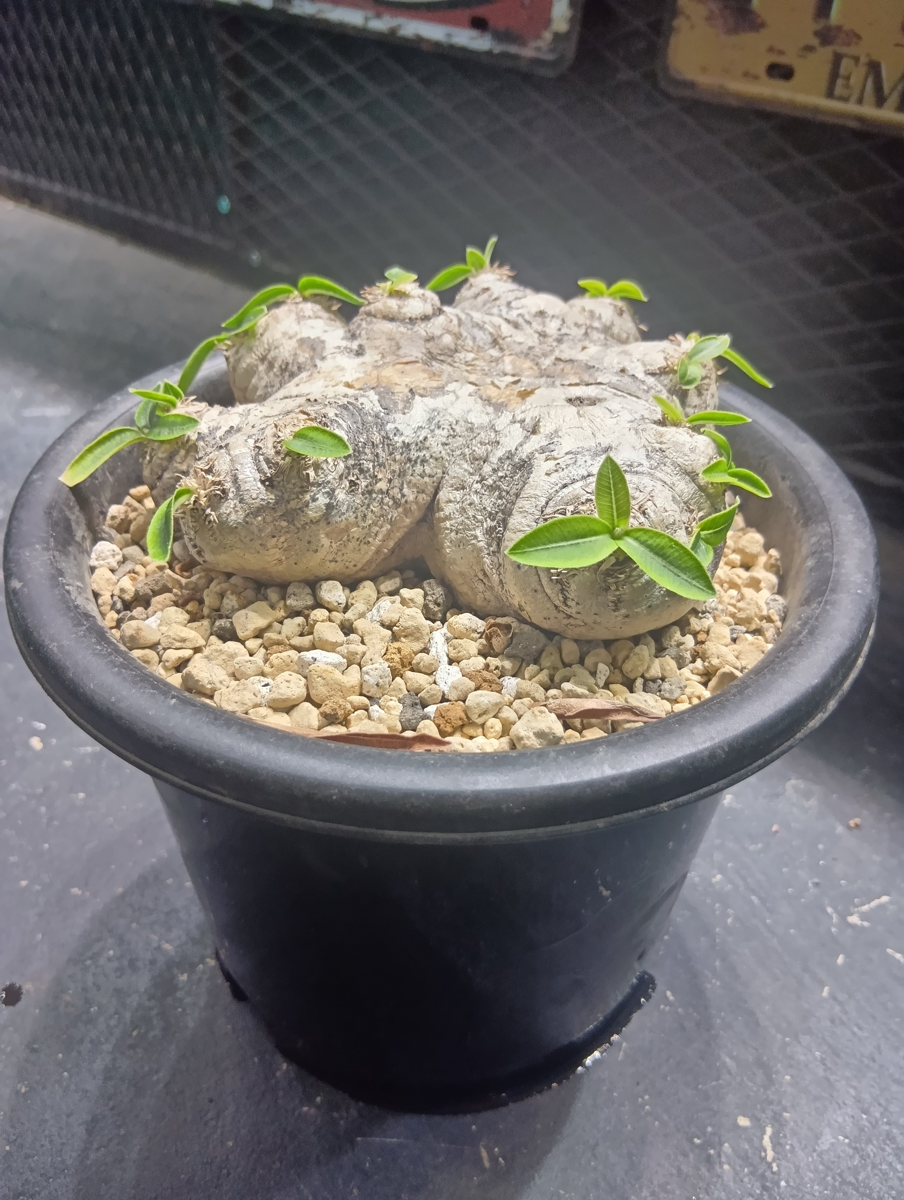 【colorful様向け】パキポディウム ブレビカウレ 自宅採種種子 100粒 colorful様向け】パキポディウム ブレビカウレ 自宅採種種子 100