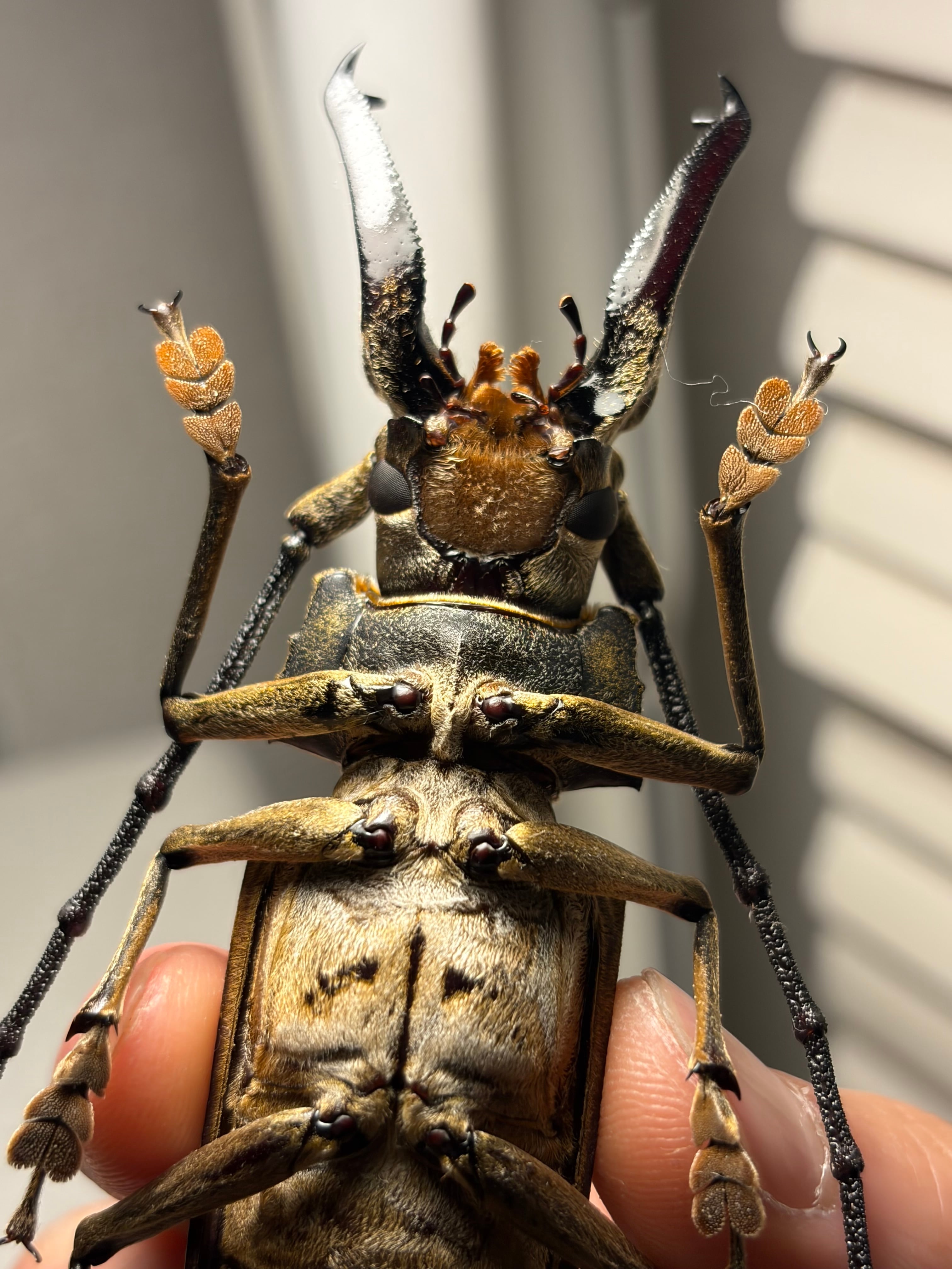 102mm】現存する古代兵器プルトンのようなリモノフノコギリカミキリ