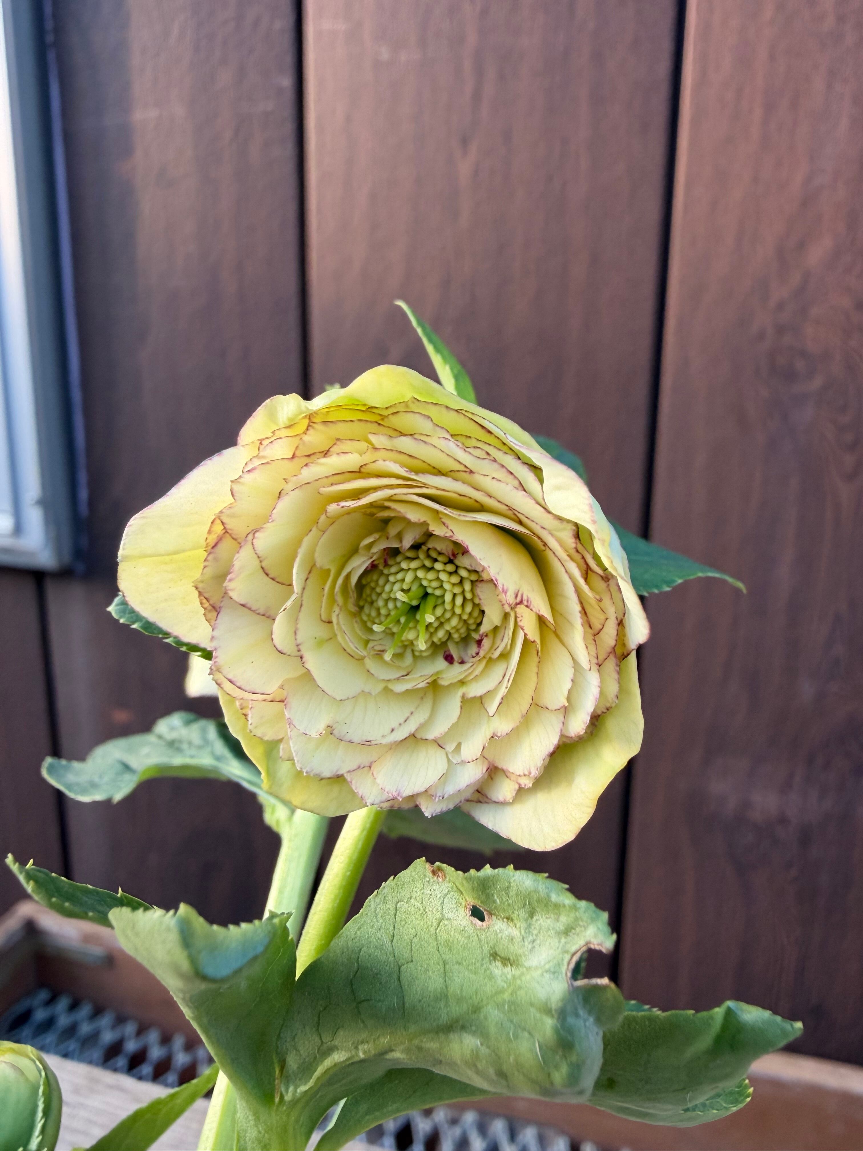 特Aアフロディーテ フル系交配 加藤農園 クリスマスローズ【Ka104