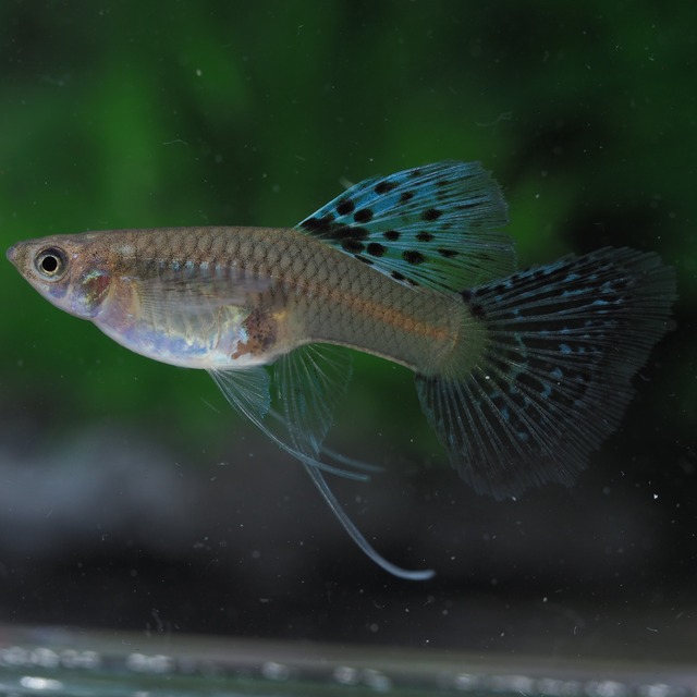 ブルーグラスリボン　1カルテット(国産グッピー)