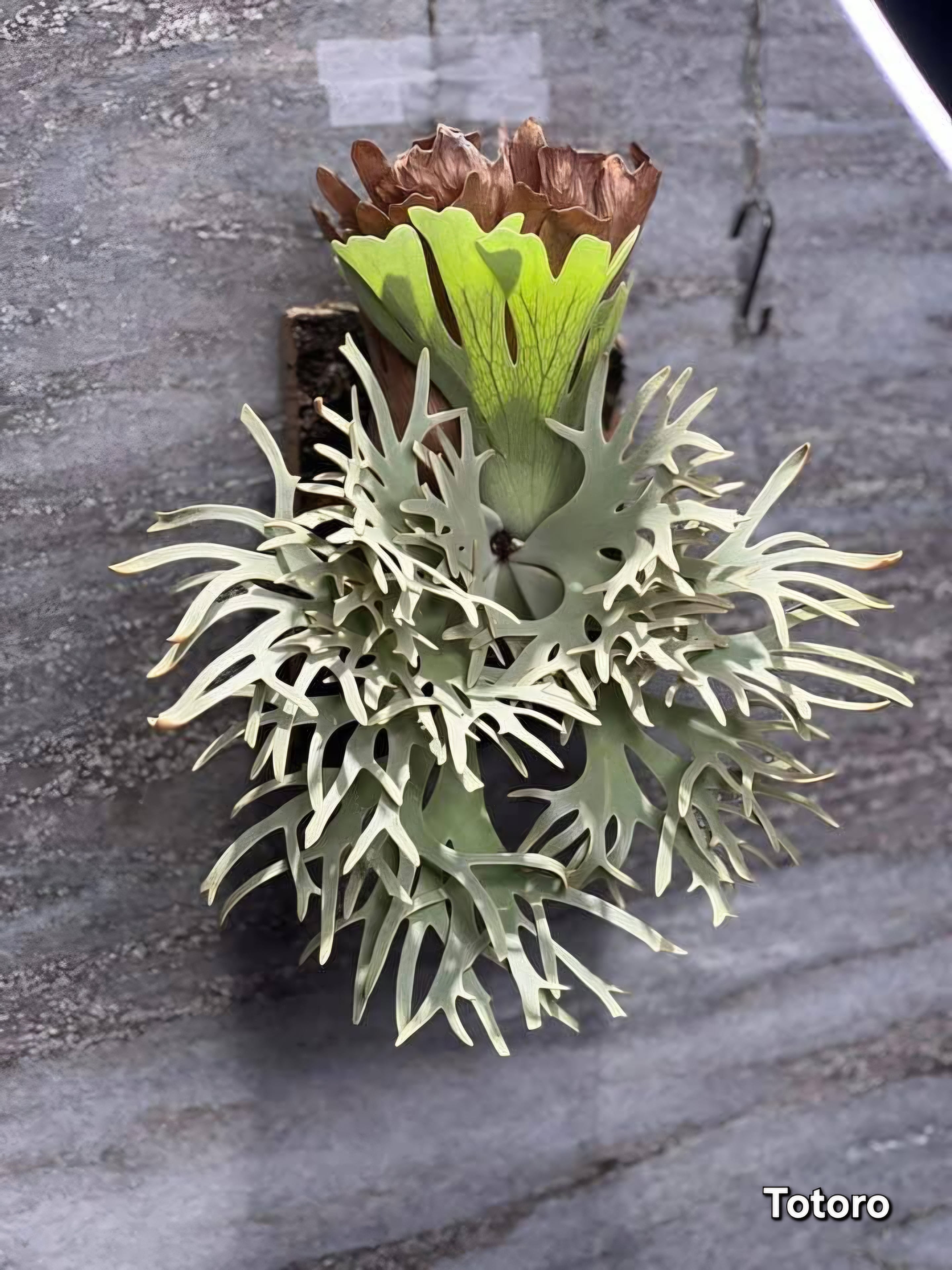 P.willinckii Grace × P.willinckii Totoro Sporelings Select
