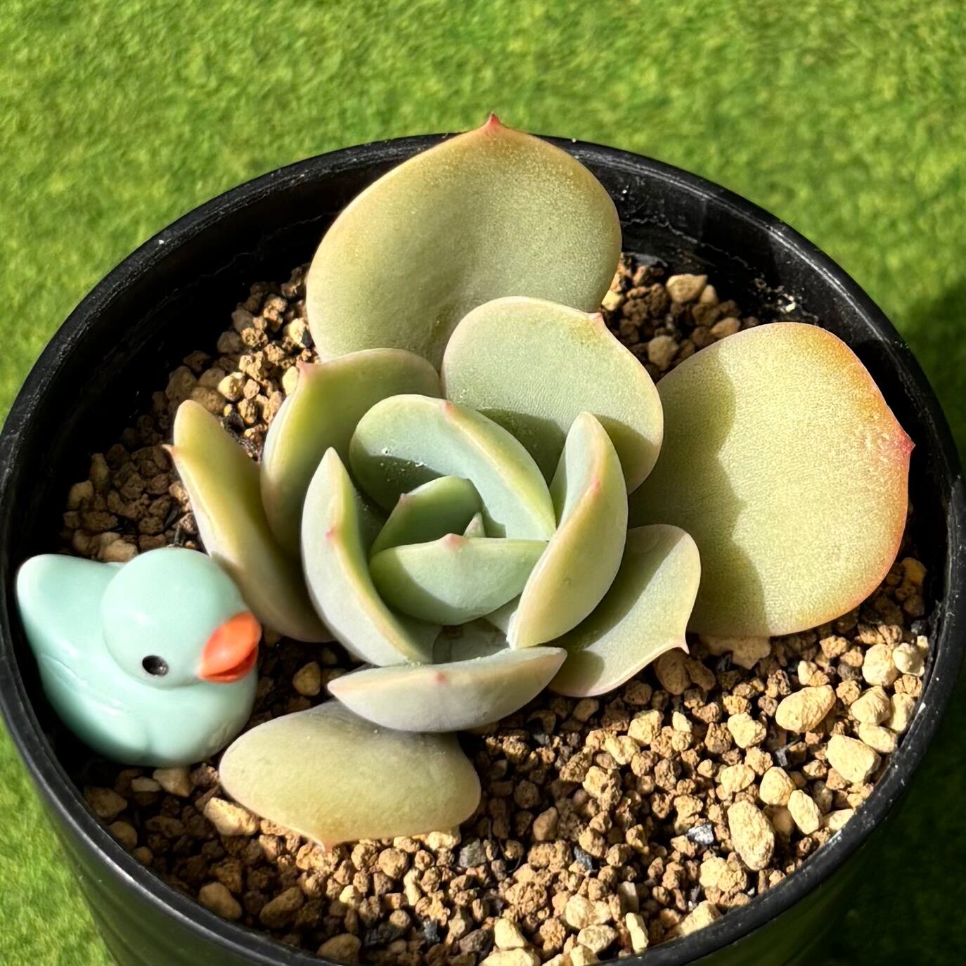 爪蓮華 | 多肉植物 豆彦商店