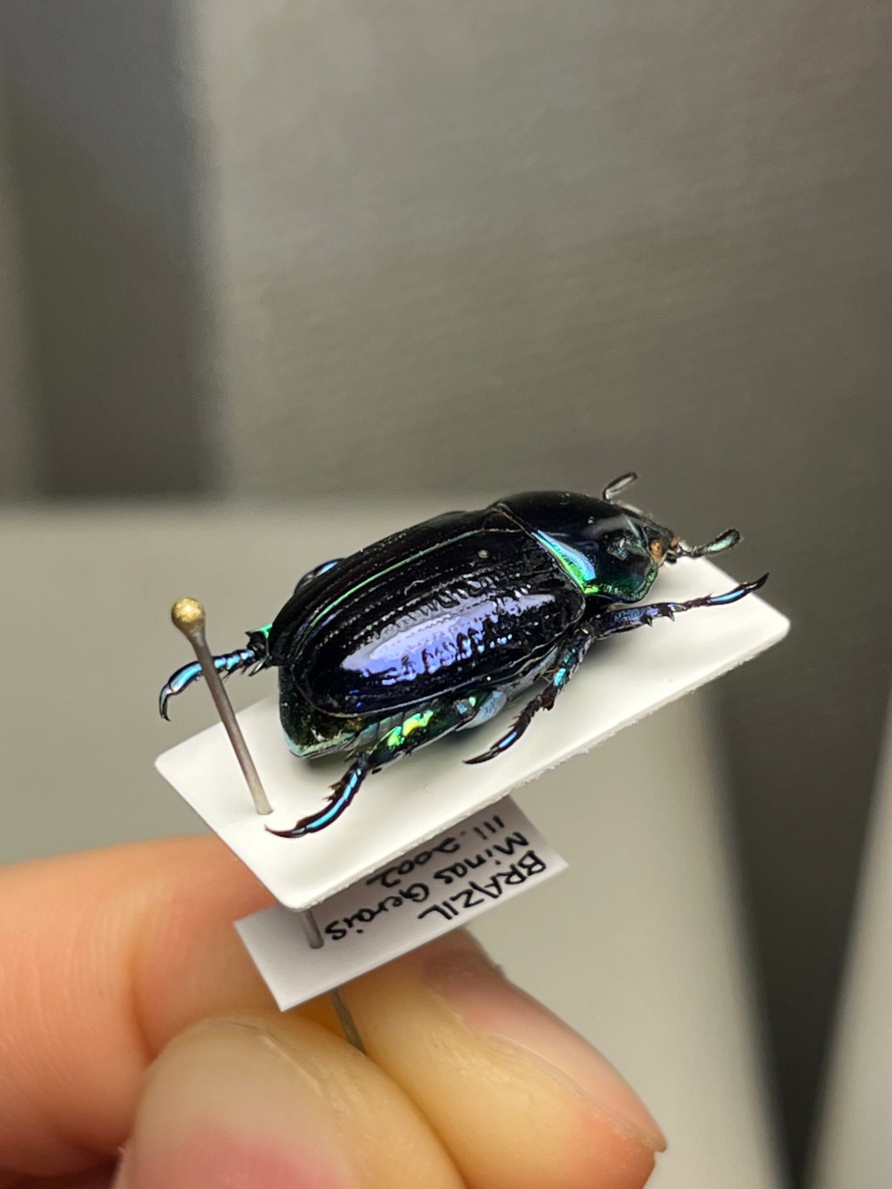 18mm】Pelidnota sumptuosa プラチナコガネ コガネムシ ハムシ