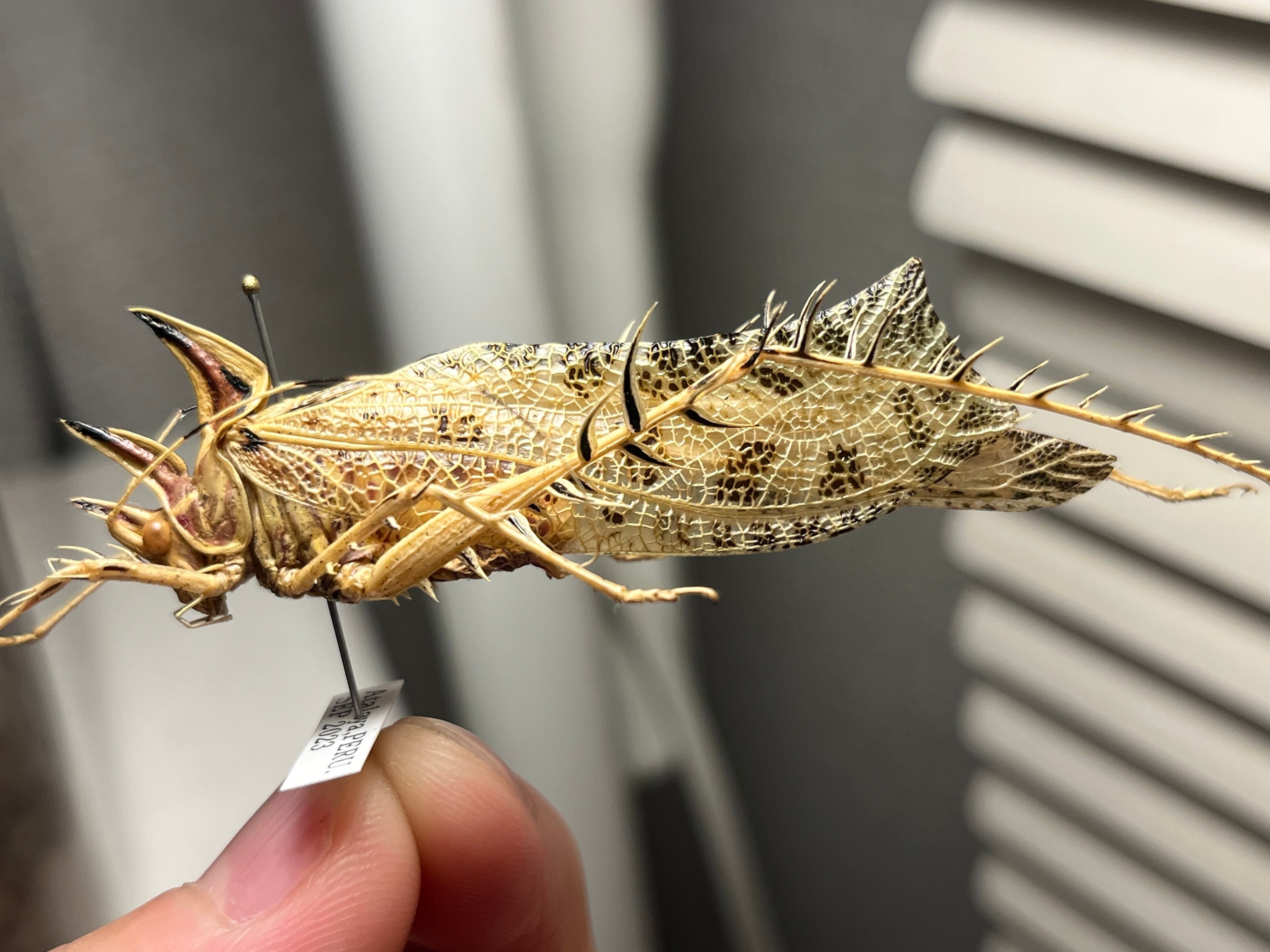 南米のサルオガセギス サルオガセギスキリギリスカマドウマバッタ直翅類コロギスリオック