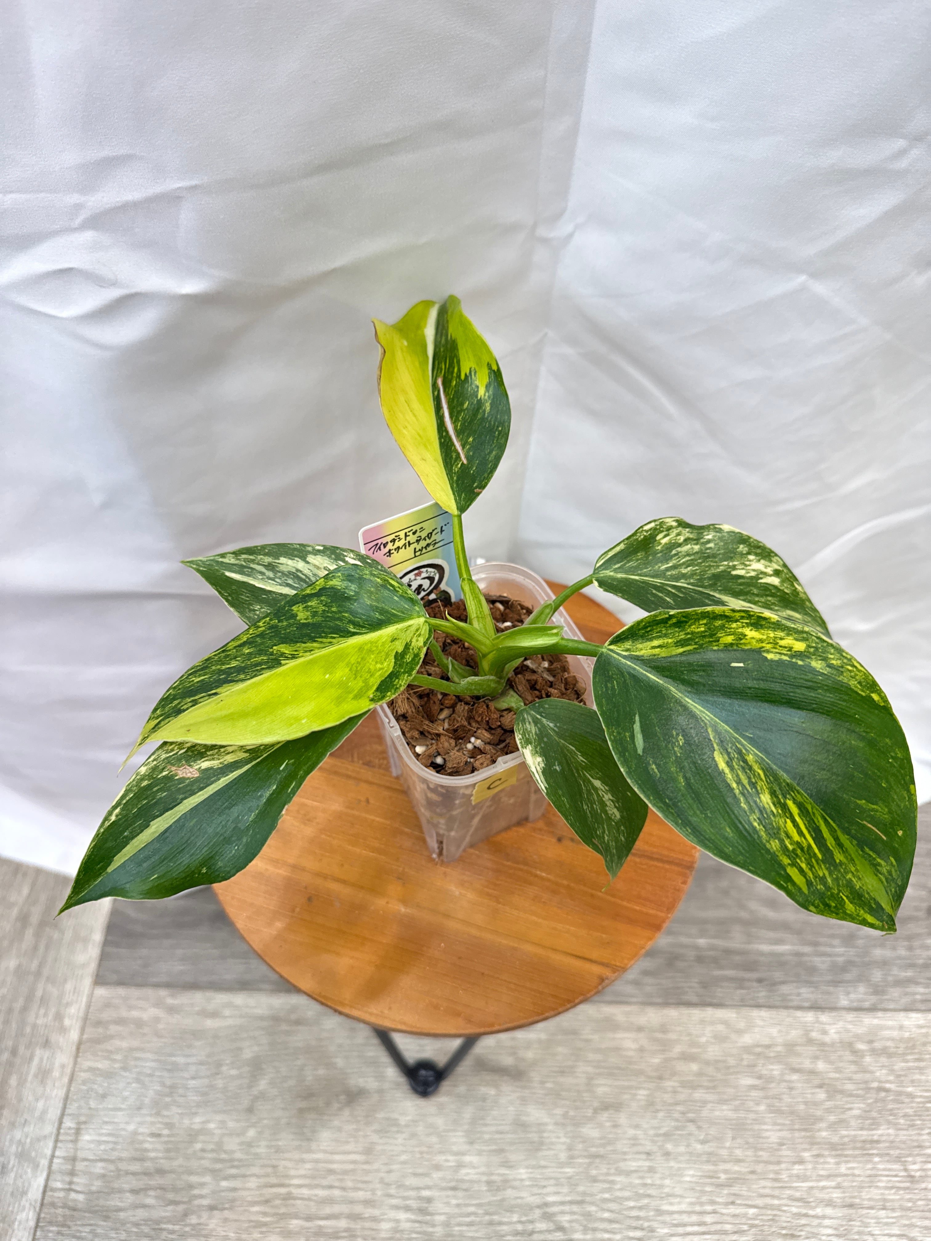 C 希少！フィロデンドロン ホワイトウィザードトリカラー | Gardenえん