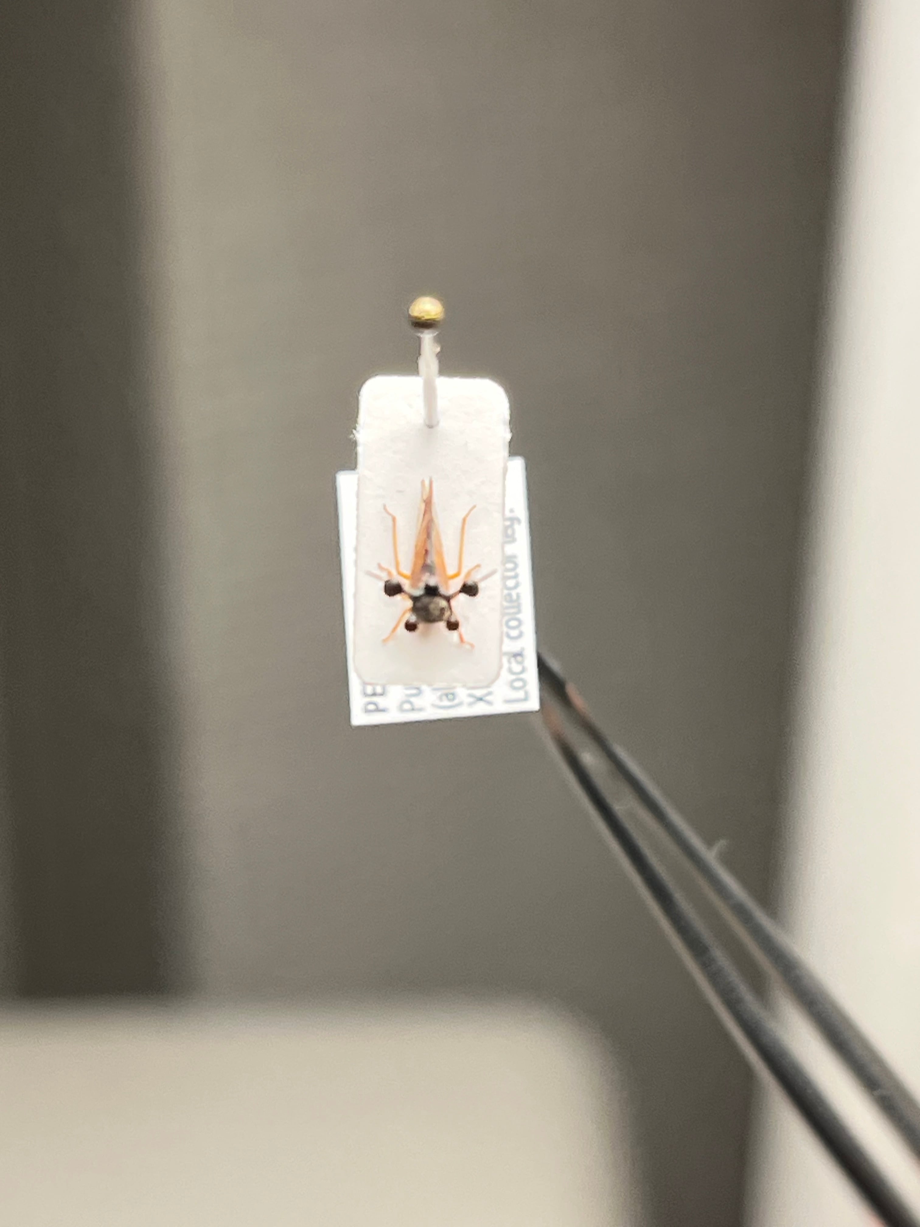 学名珍々】ヨツコブツノゼミ 標本ボッキディウム・チンチンナブリ