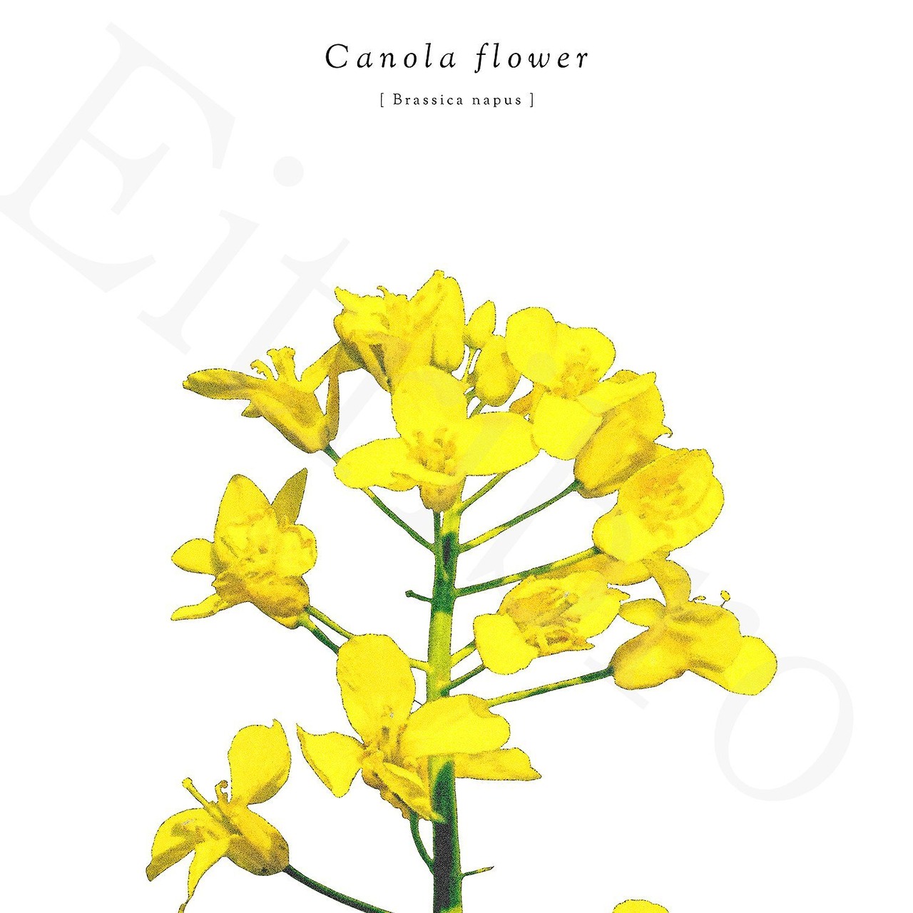 アートポスター / Canola flower eb113